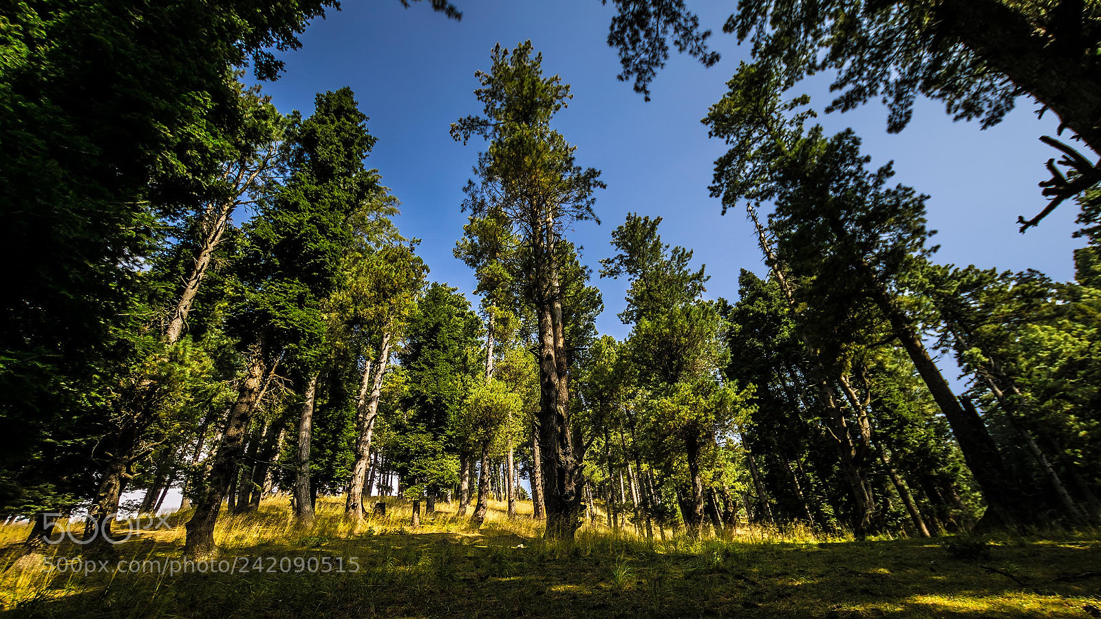 Nikon D3400 sample photo. Deep n dense pine photography