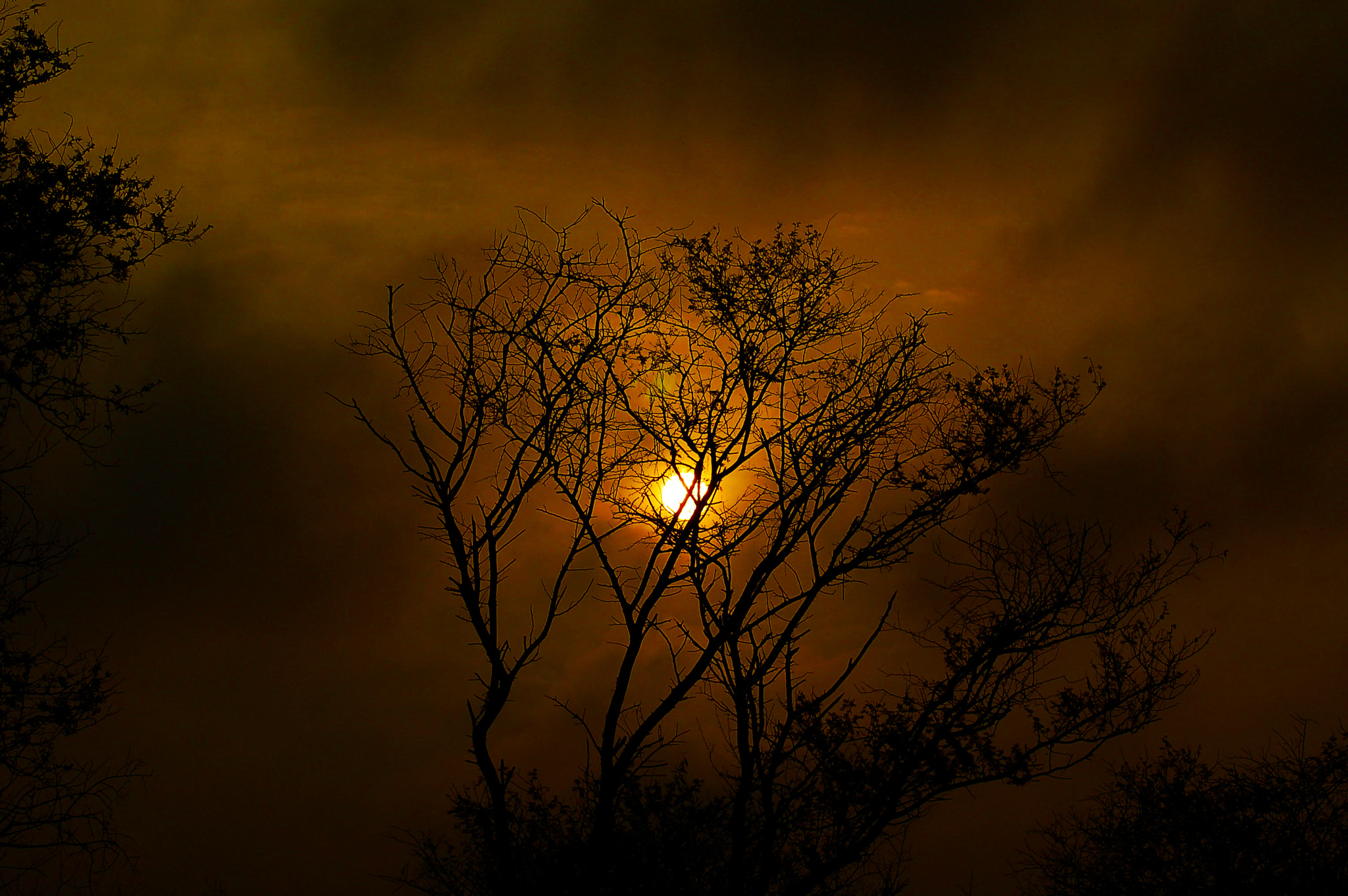 Nikon AF Nikkor 70-300mm F4-5.6G sample photo. Through the branches photography