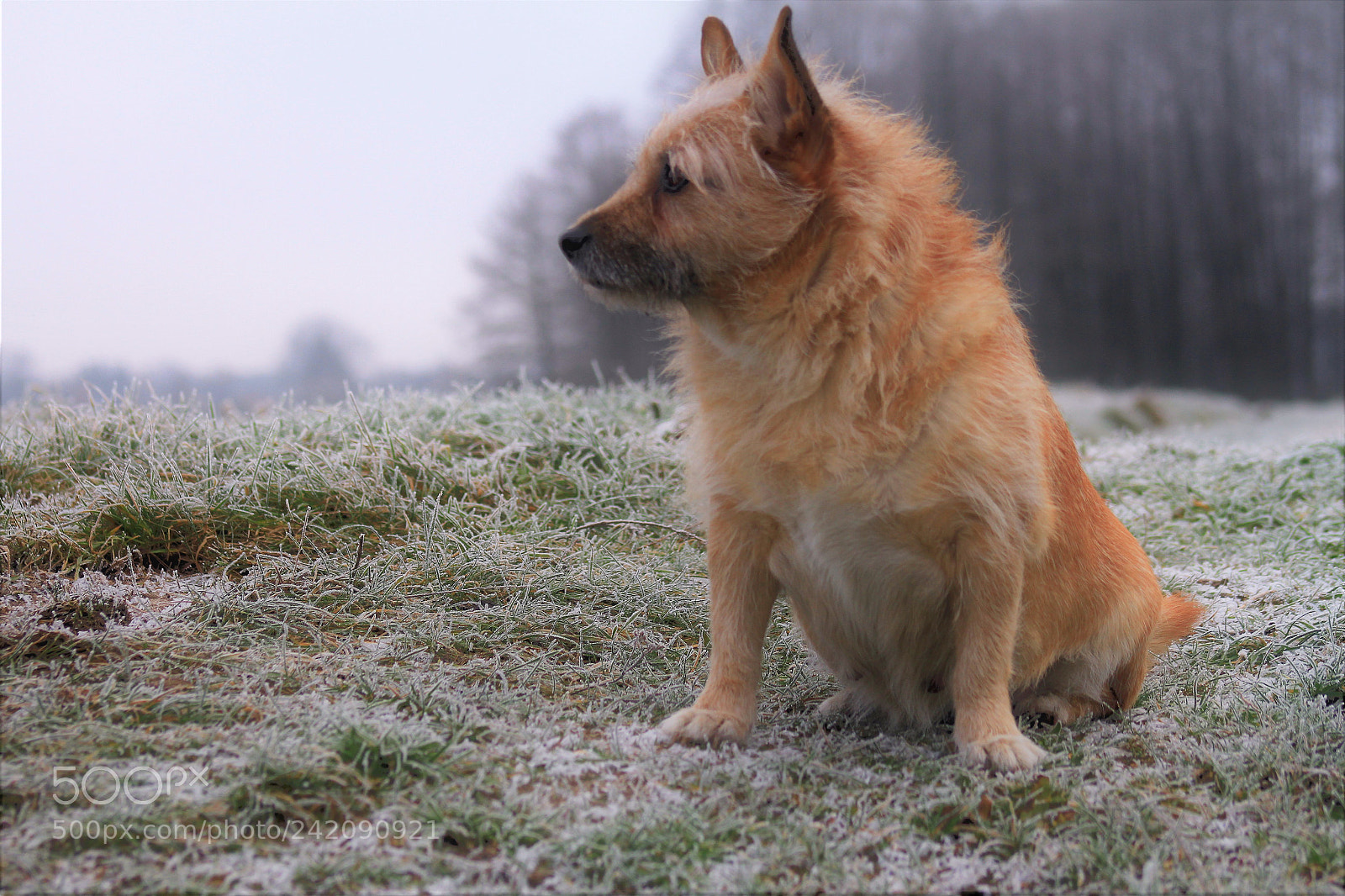 Canon EOS 7D sample photo. Dog photography