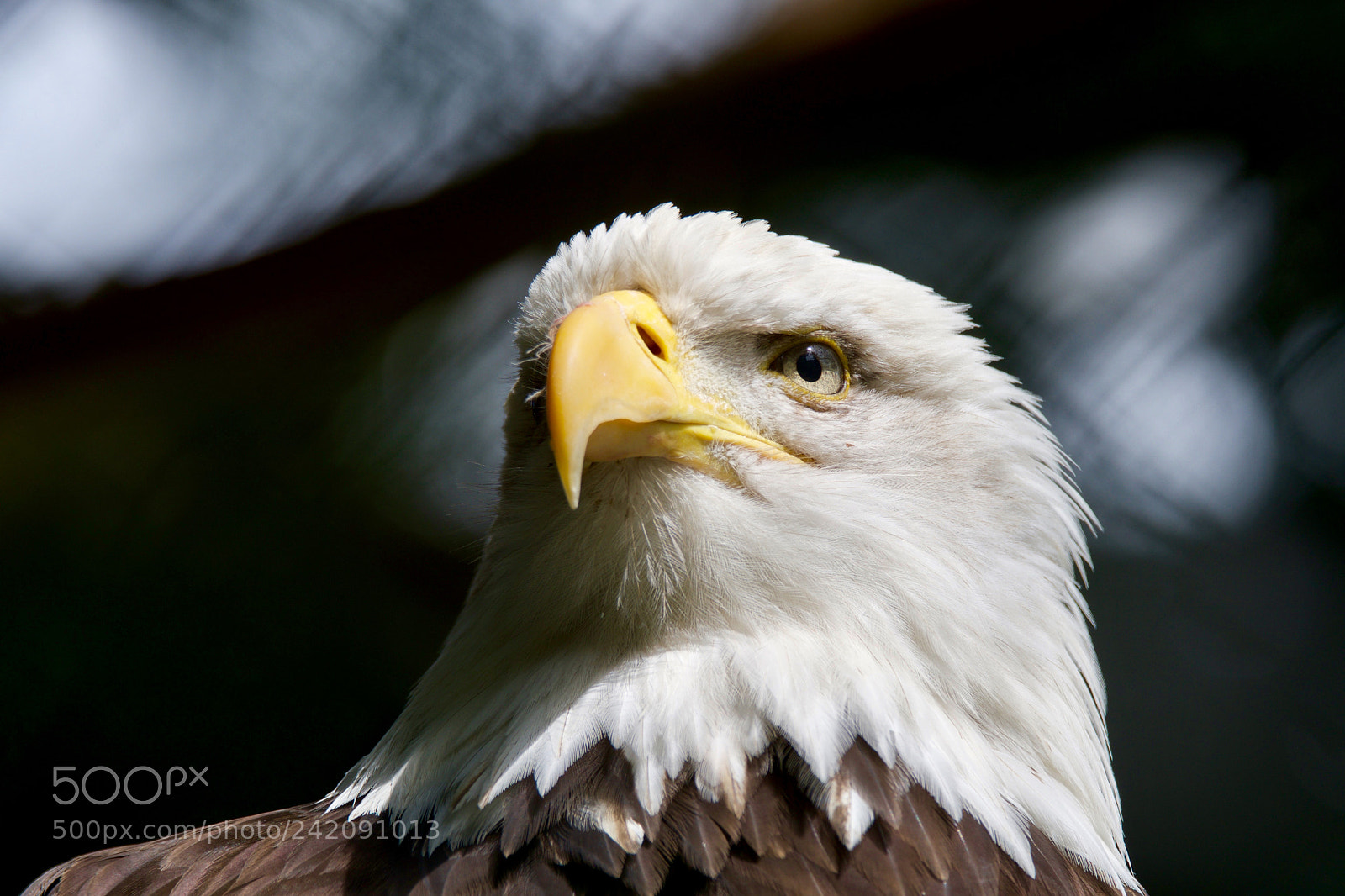 Nikon D500 sample photo. Untitled photography