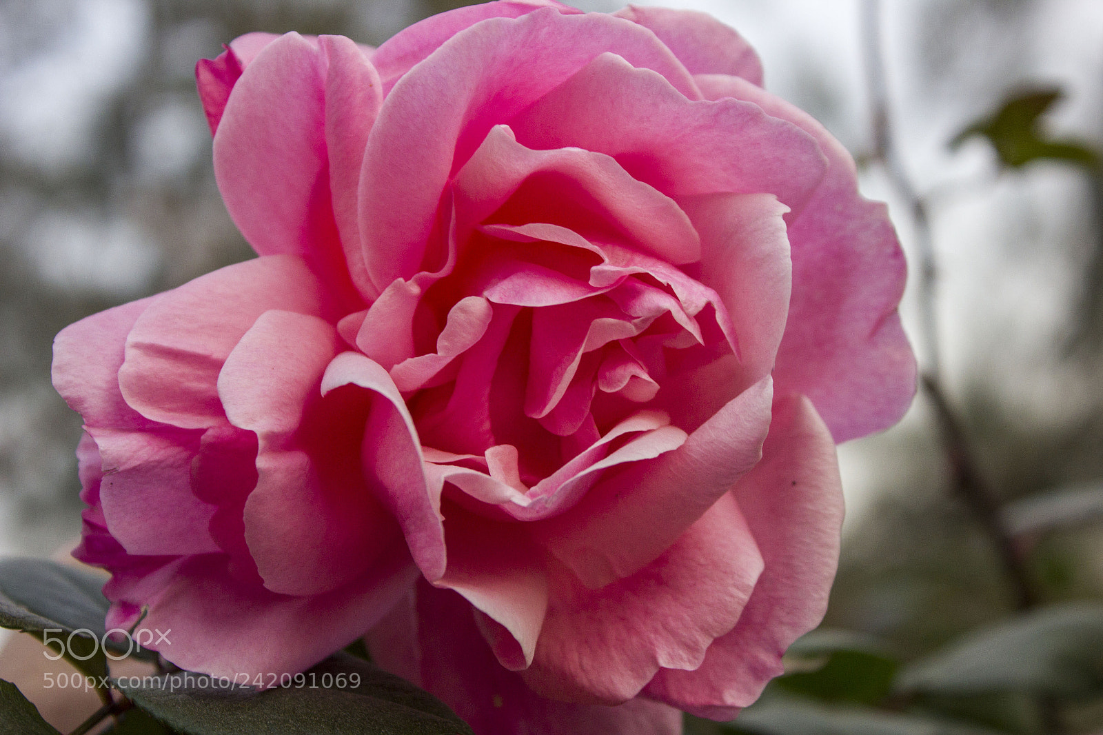 Canon EOS 550D (EOS Rebel T2i / EOS Kiss X4) sample photo. Winter rose photography
