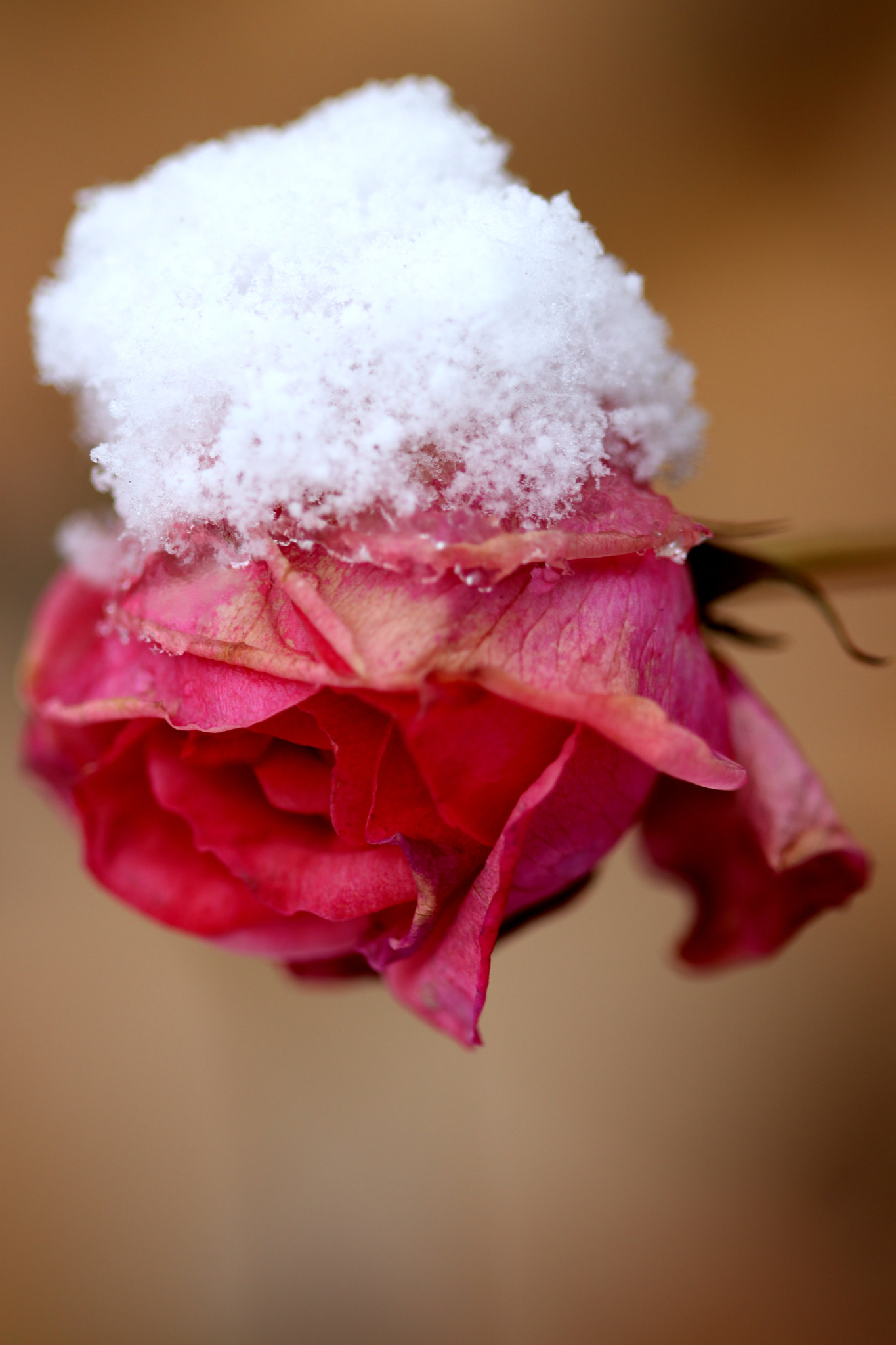 Canon EF 100mm F2.8 Macro USM sample photo