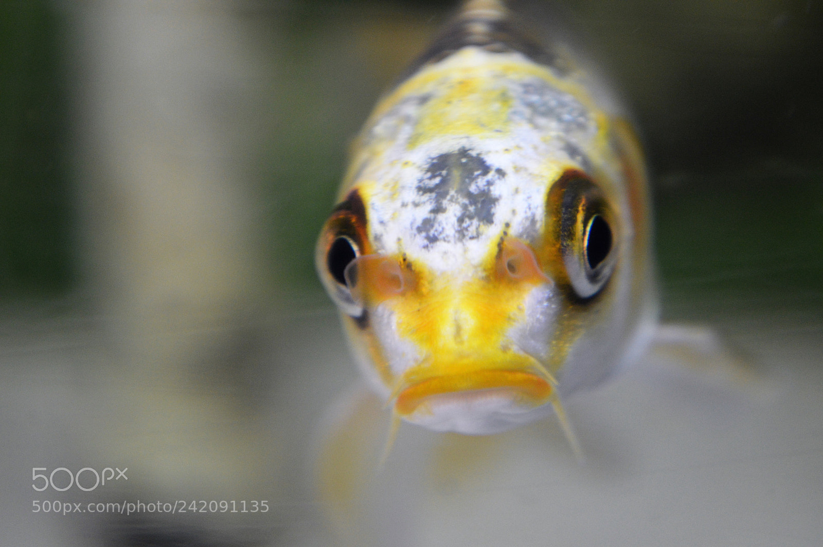 Nikon D3200 sample photo. Koi is watching me photography