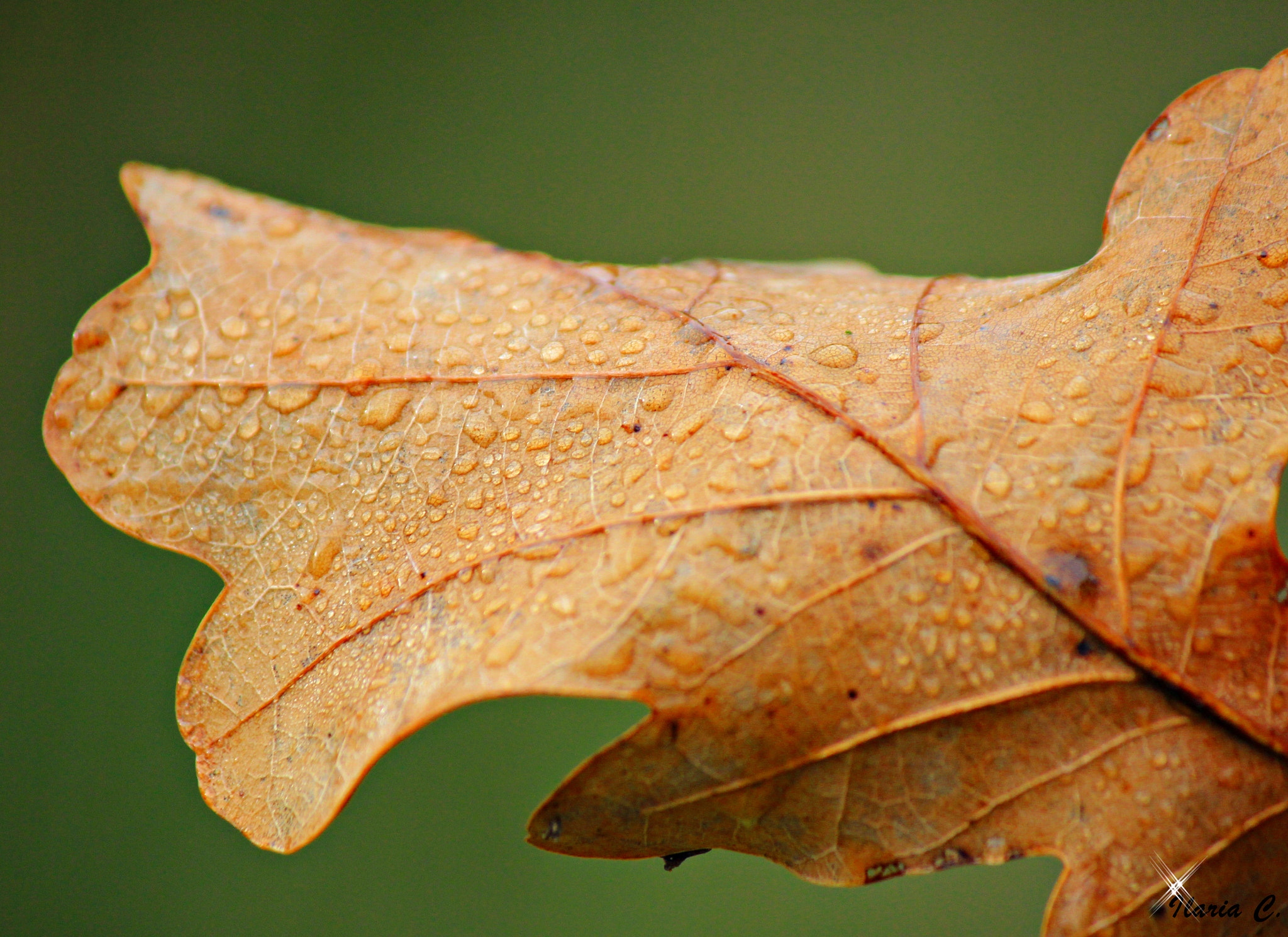 Canon EF-S 55-250mm F4-5.6 IS II sample photo. Nature photography