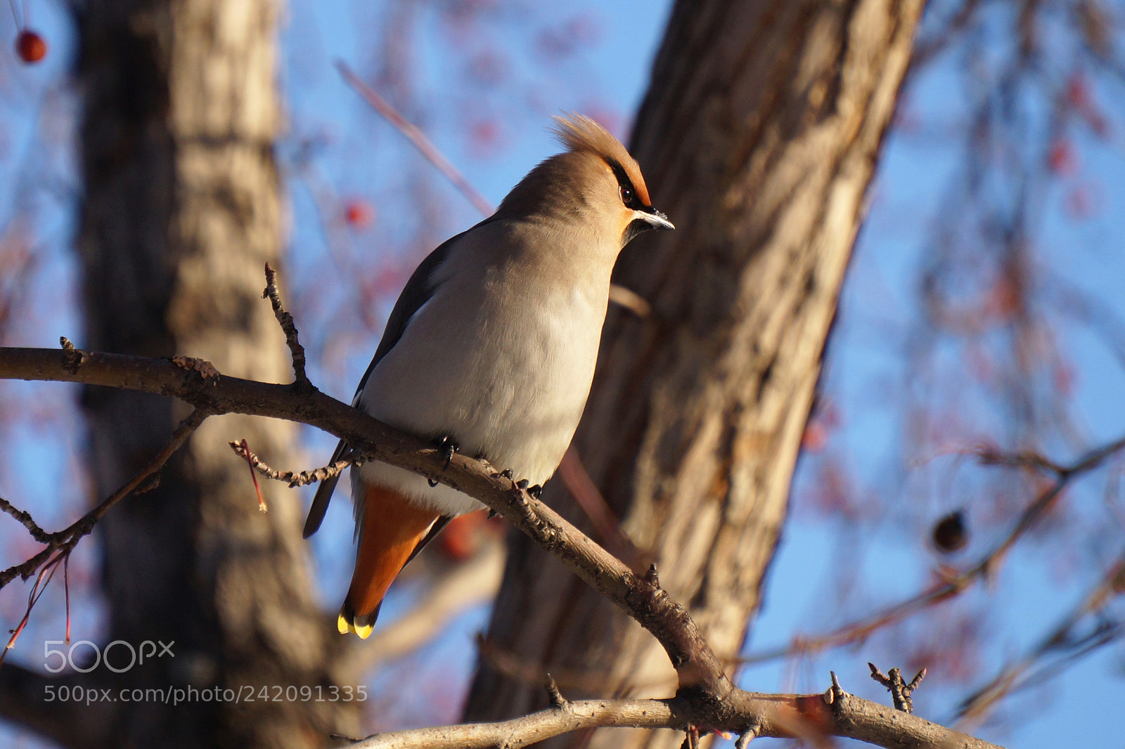 Sony Alpha NEX-F3 sample photo. Waxwing photography