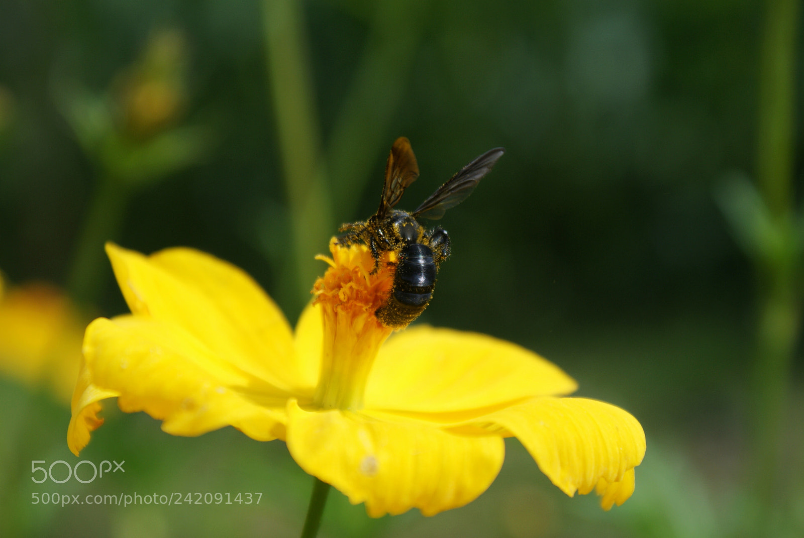 Sony Alpha DSLR-A300 sample photo. Bee photography