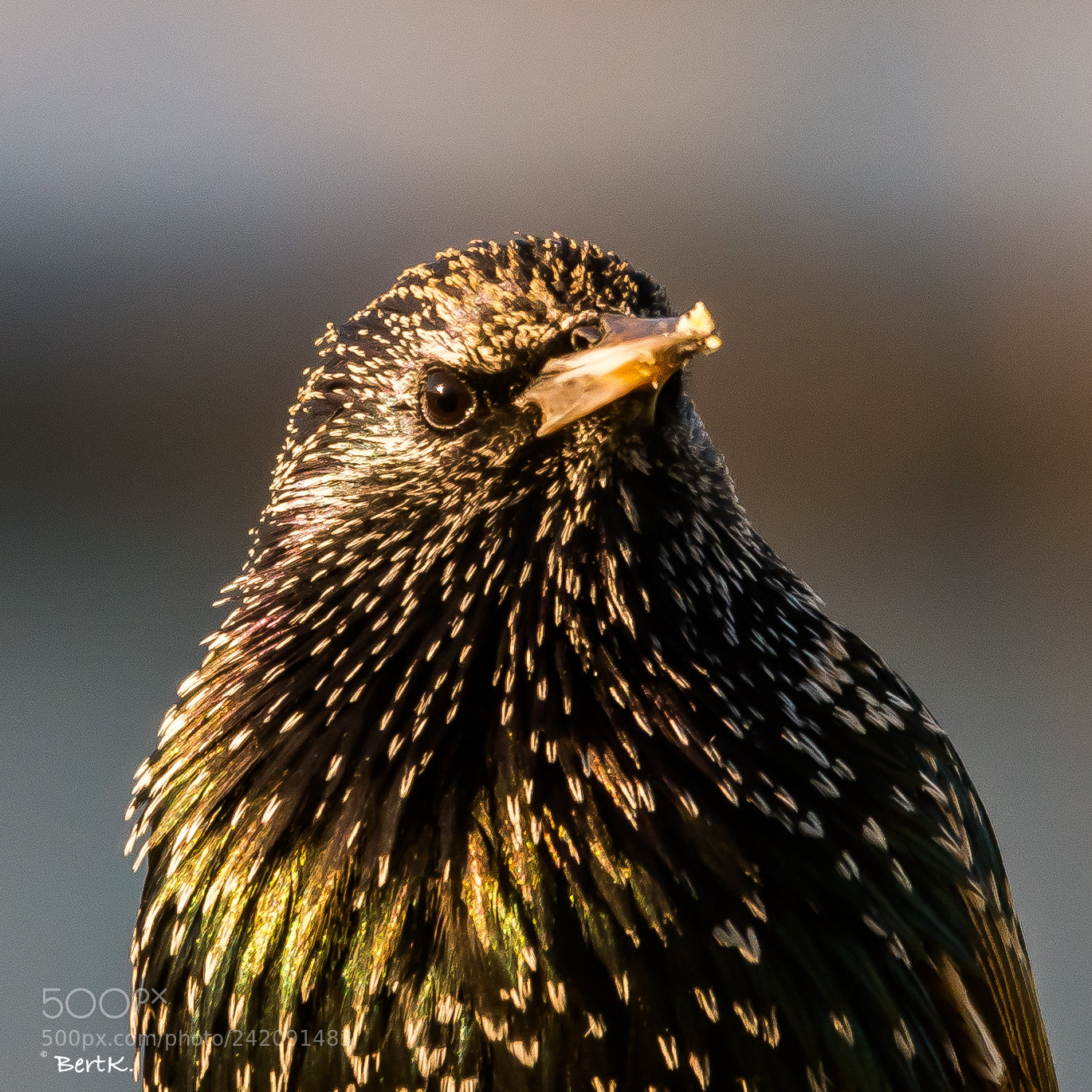 Nikon D500 sample photo. Portrait of a starling. photography