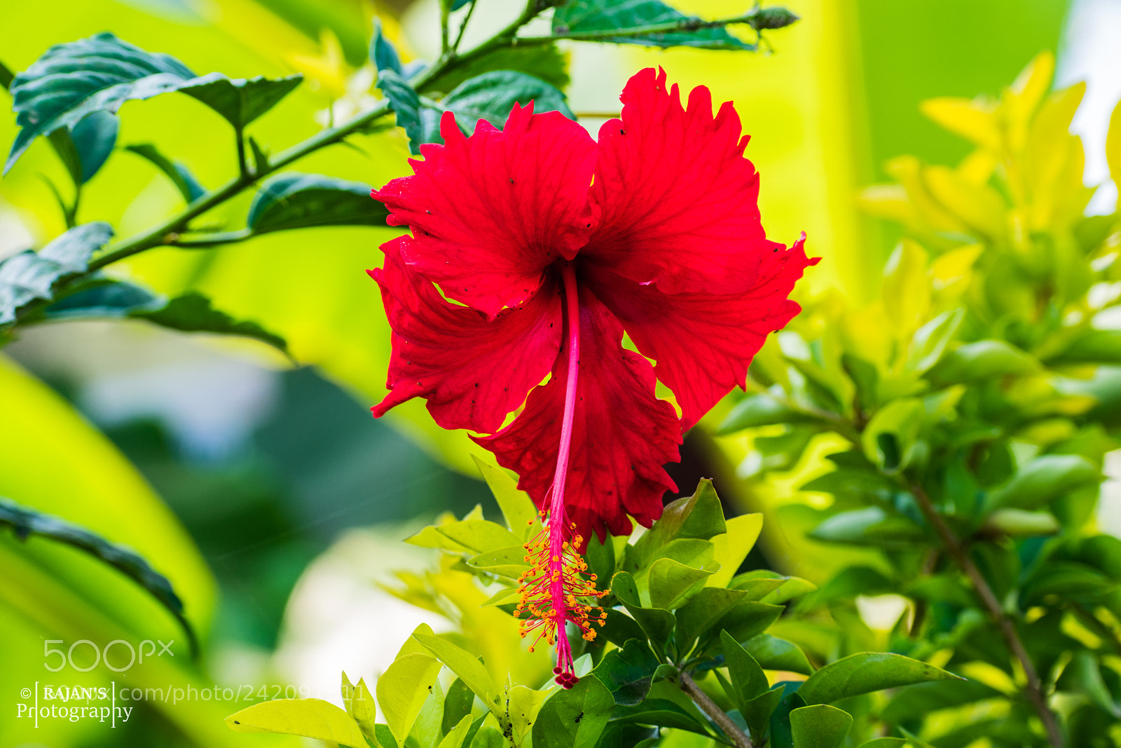 Nikon D3400 sample photo. Hibiscus photography
