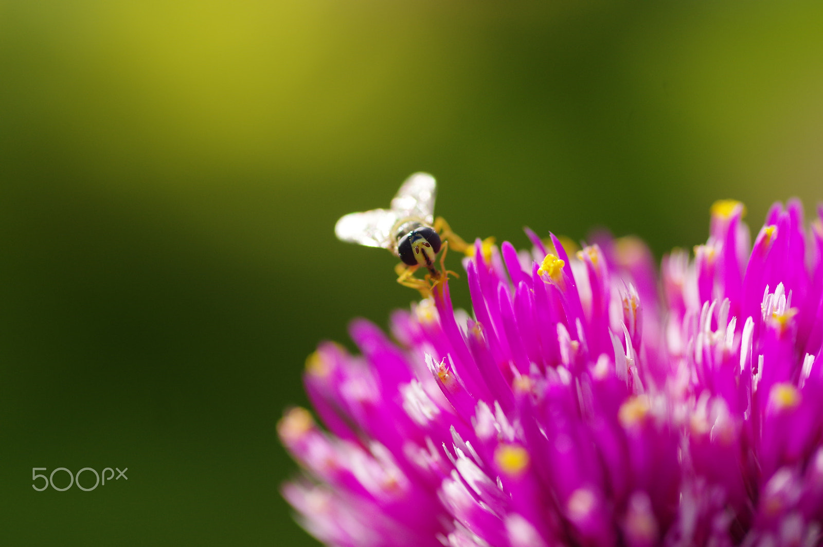 Pentax smc D-FA 100mm F2.8 Macro WR sample photo. Hoverfly photography