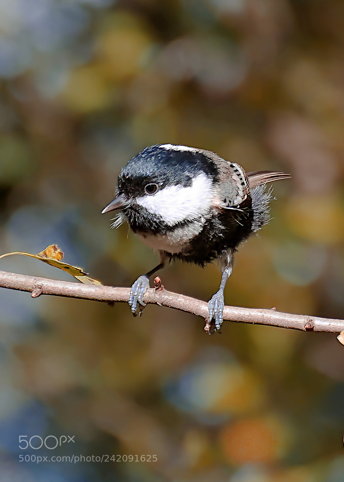 Nikon D7200 sample photo. Wood tit sitting on photography