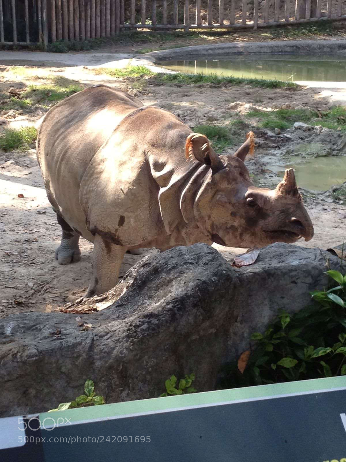 Apple iPhone 4S sample photo. Chiang mai zoo-01 2011 photography