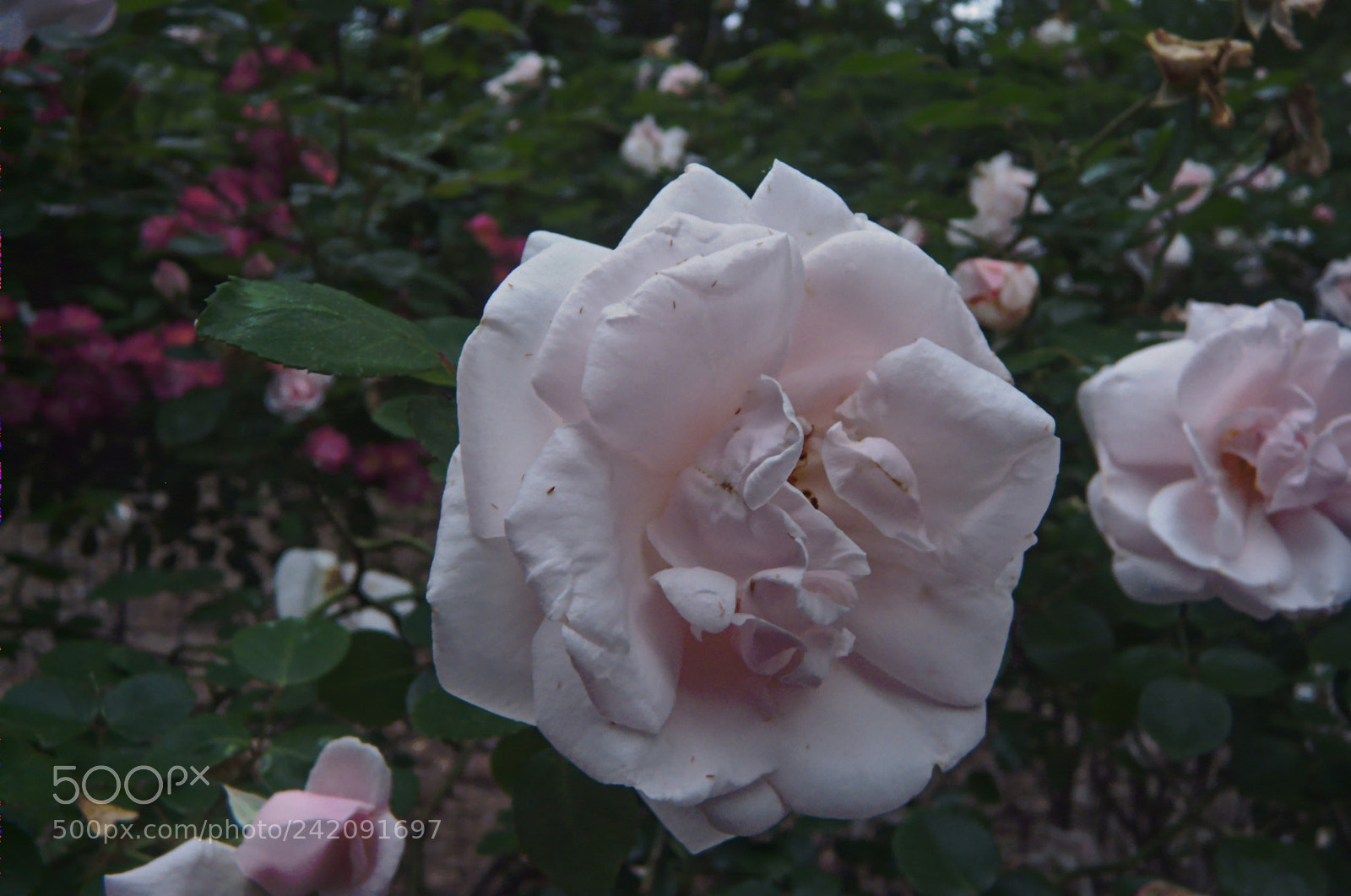 Panasonic DMC-FZ18 sample photo. 8329 6056 photography