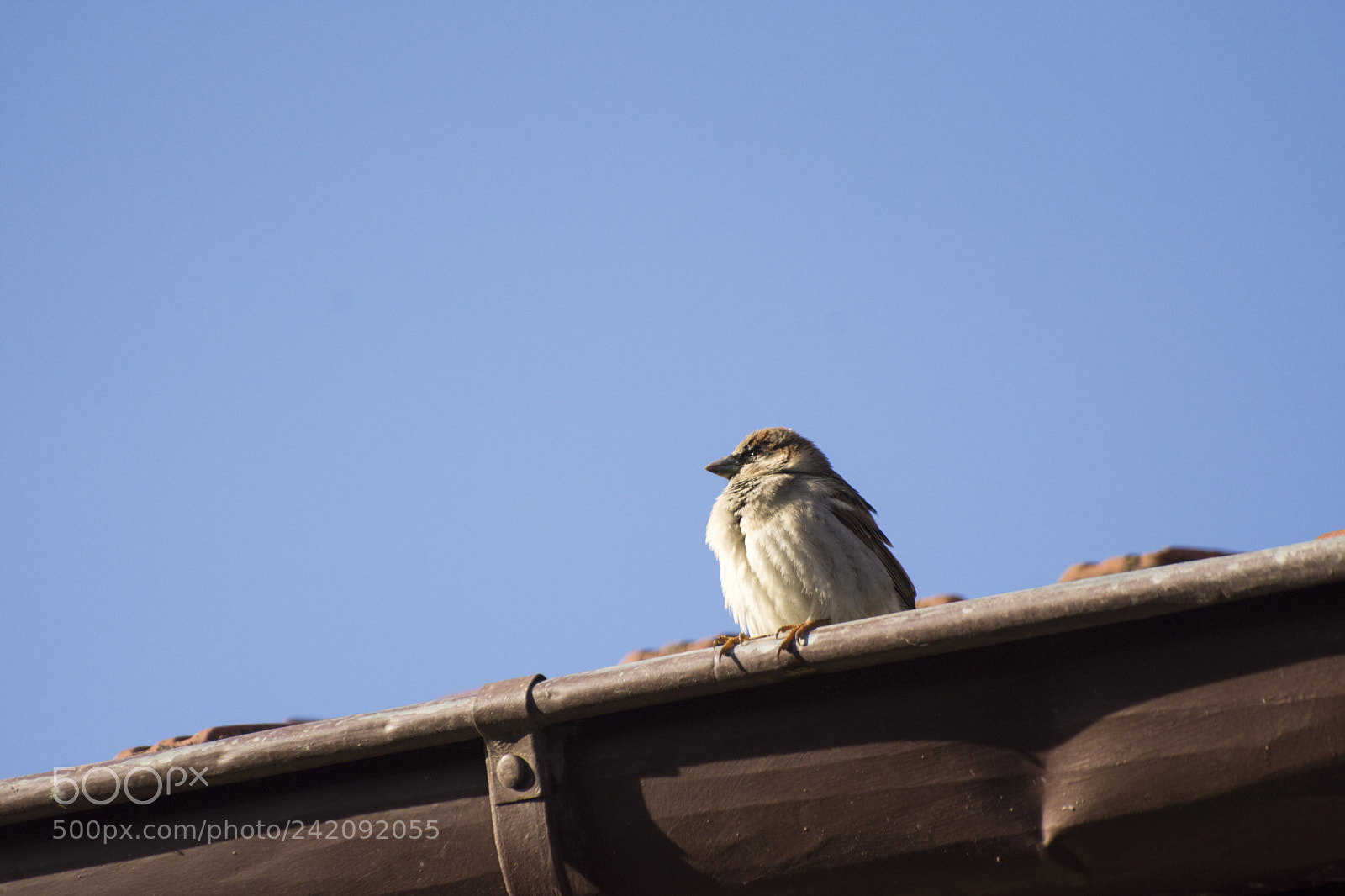 Nikon D7200 sample photo. Angry tit photography