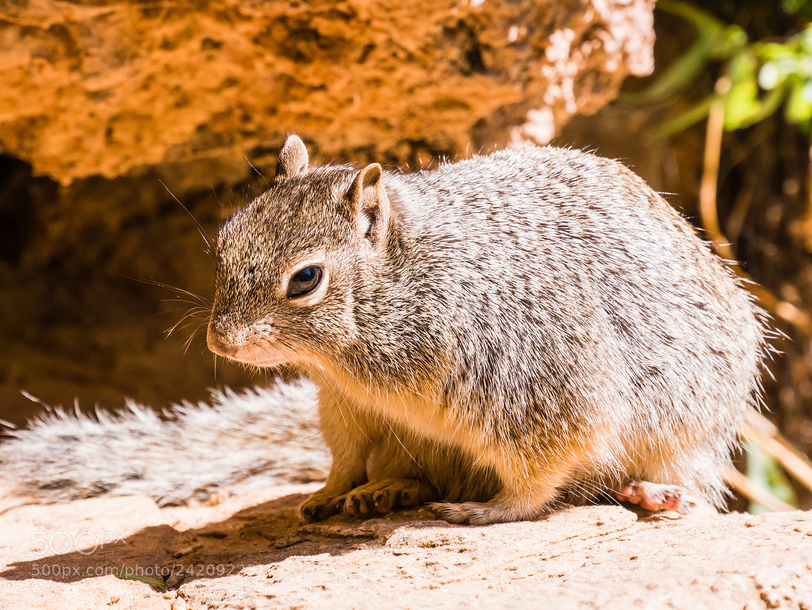Panasonic Lumix DMC-GX7 sample photo. Squirrel photography