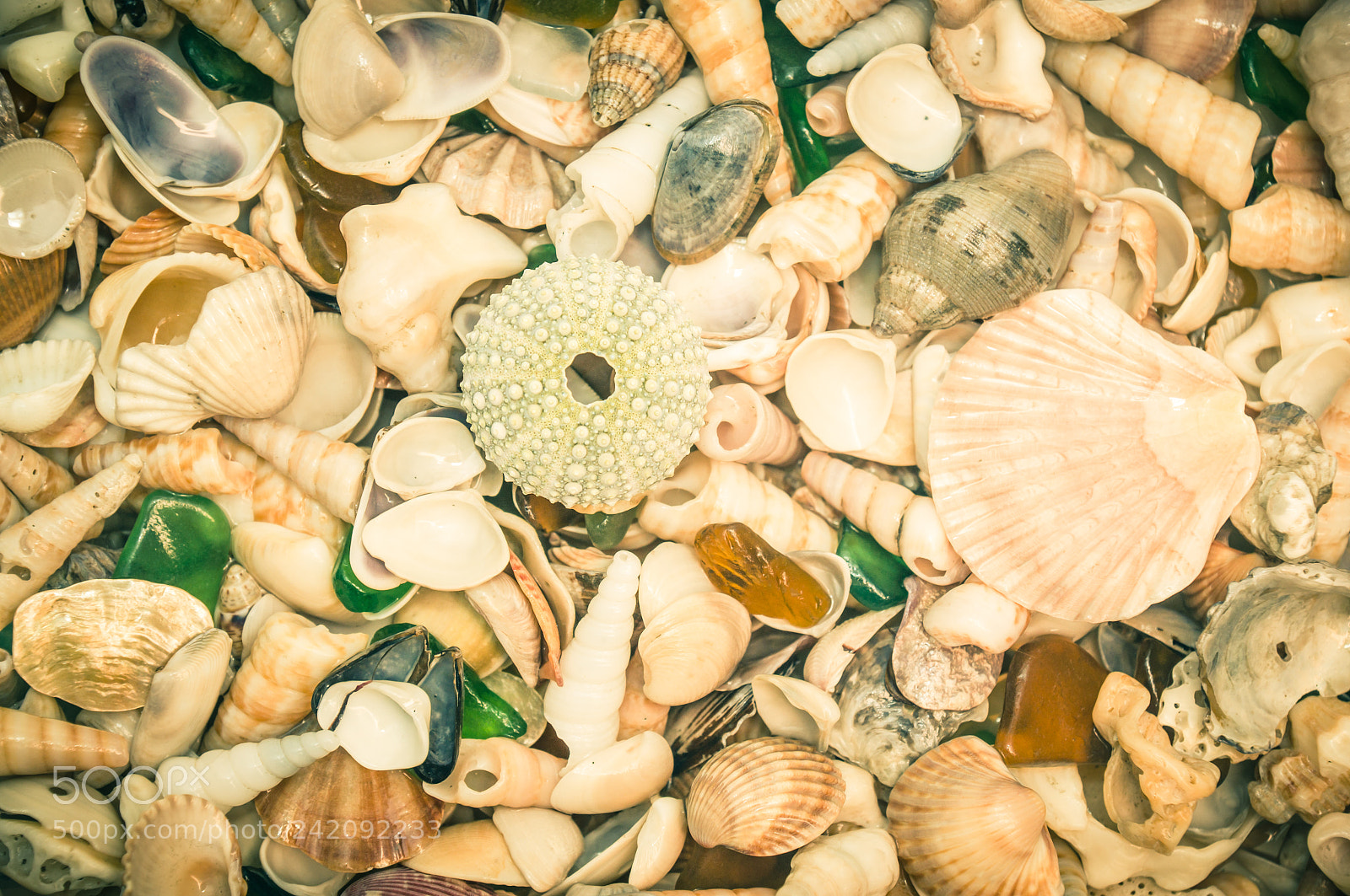 Sony SLT-A57 sample photo. Shells photography