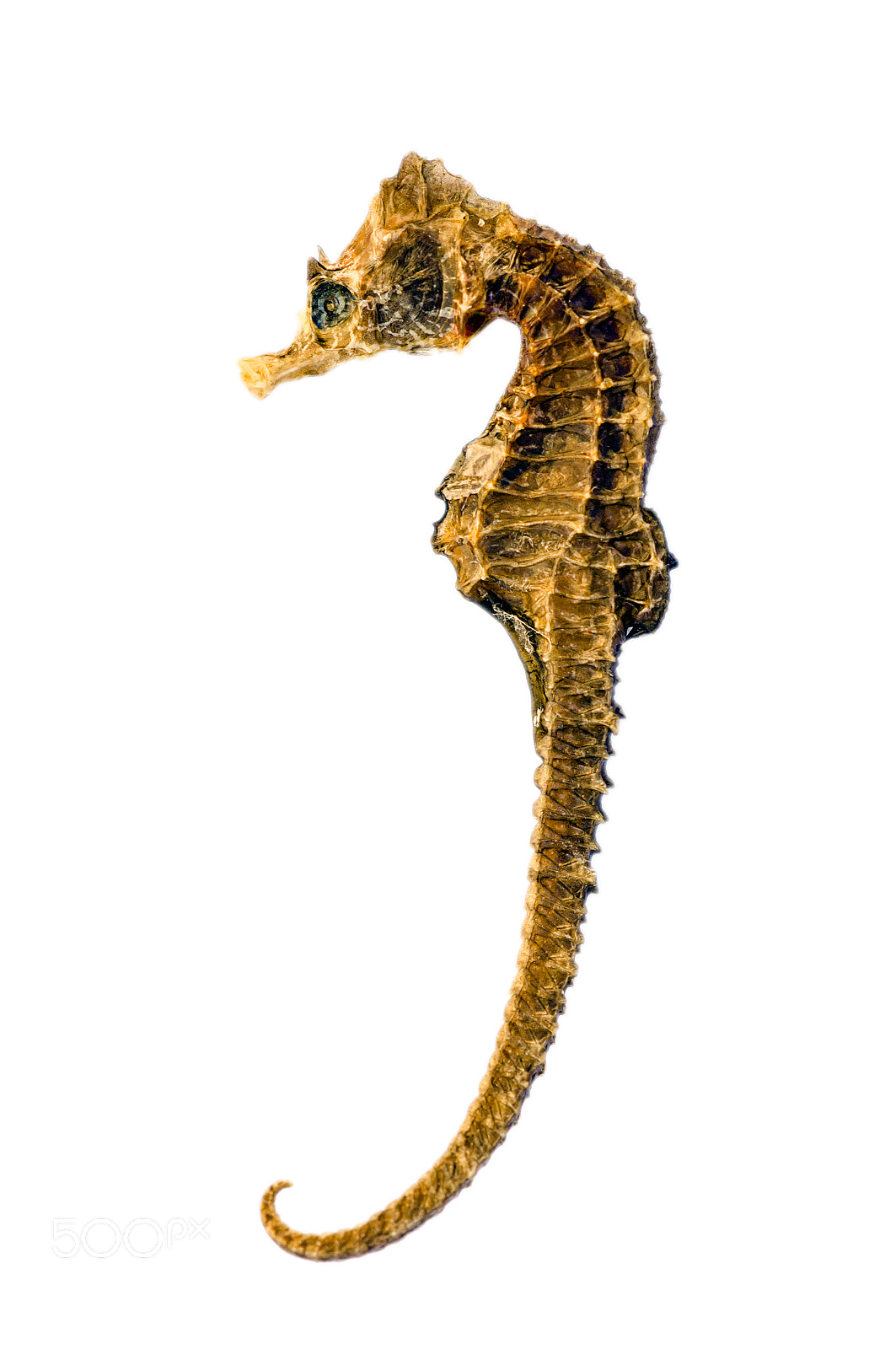 Sony SLT-A57 sample photo. Sea horse photography
