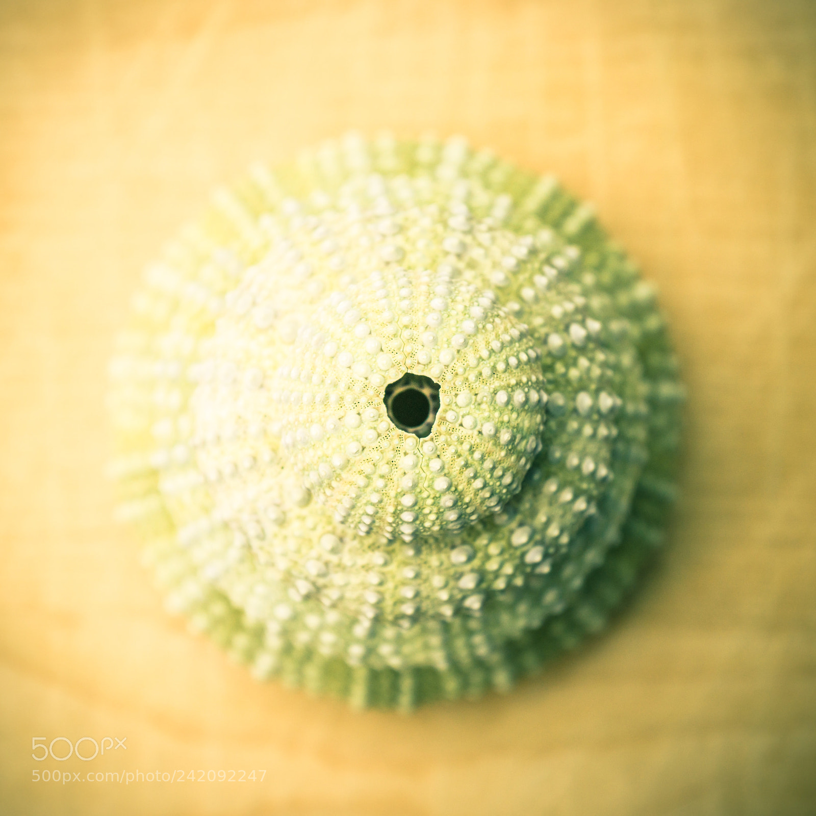 Sony SLT-A57 sample photo. Sea urchin photography