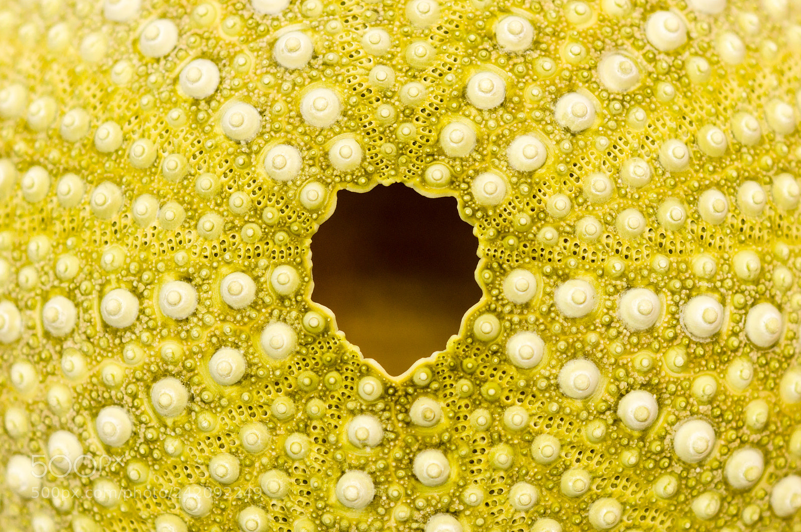 Sony SLT-A57 sample photo. Sea urchin photography