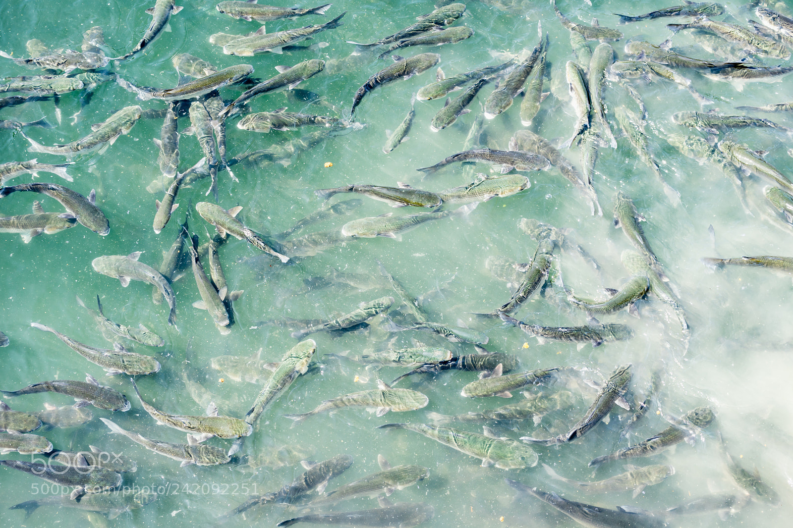 Sony a7 II sample photo. Fishes in pasajes de photography