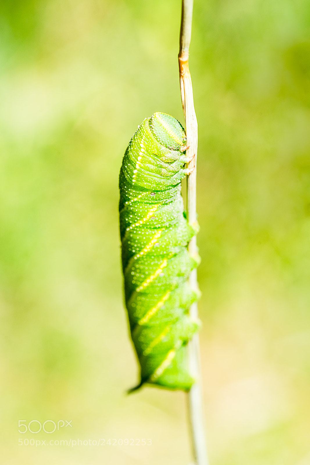 Sony a7 II sample photo. Caterpillar in rio lobos photography
