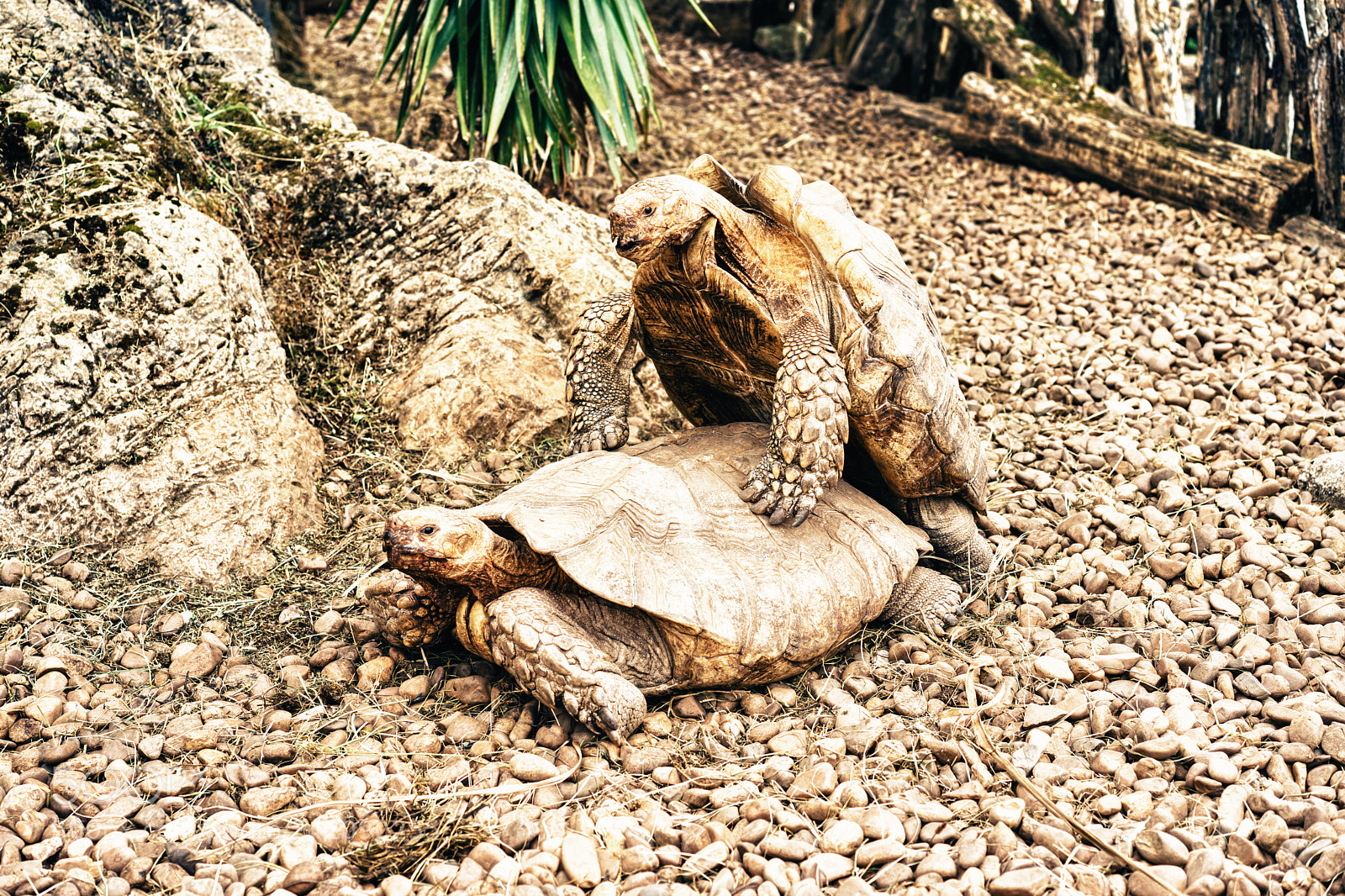 Sony a7 II sample photo. Two turtles mating photography