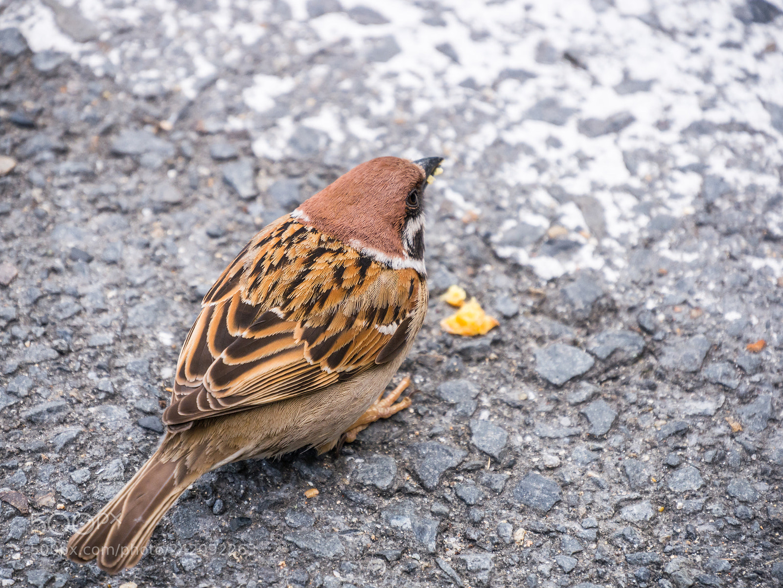 Panasonic Lumix DMC-GX7 sample photo. Sparrow photography