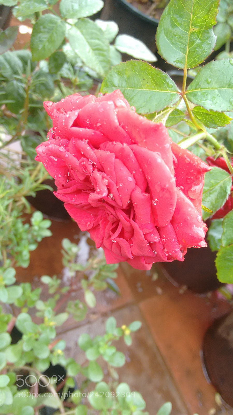 Motorola Moto G (2nd Gen) sample photo. Sparkled flower photography