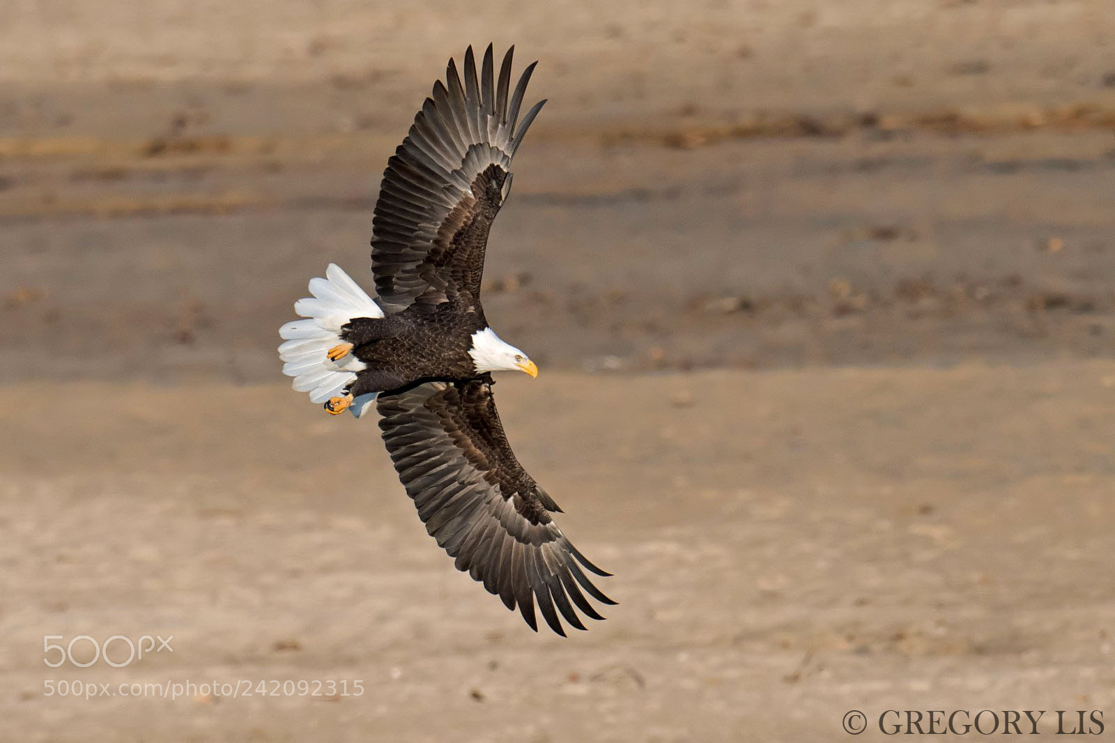 Nikon D810 sample photo. Bald eagle photography