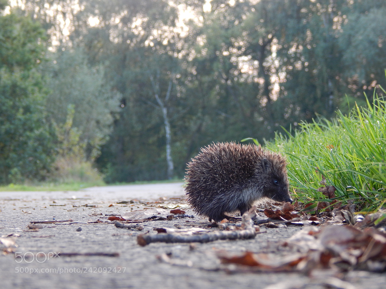 Nikon Coolpix L830 sample photo. Hedgehog i photography