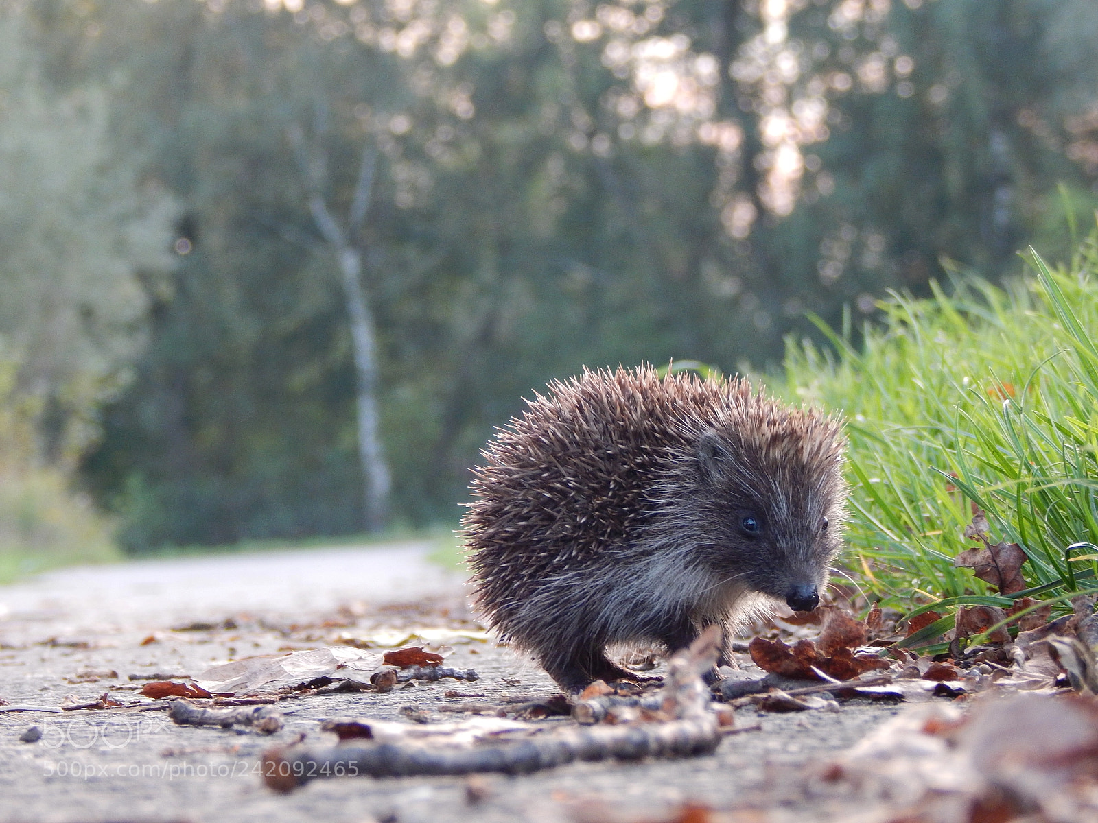Nikon Coolpix L830 sample photo. Hedgehog iii photography