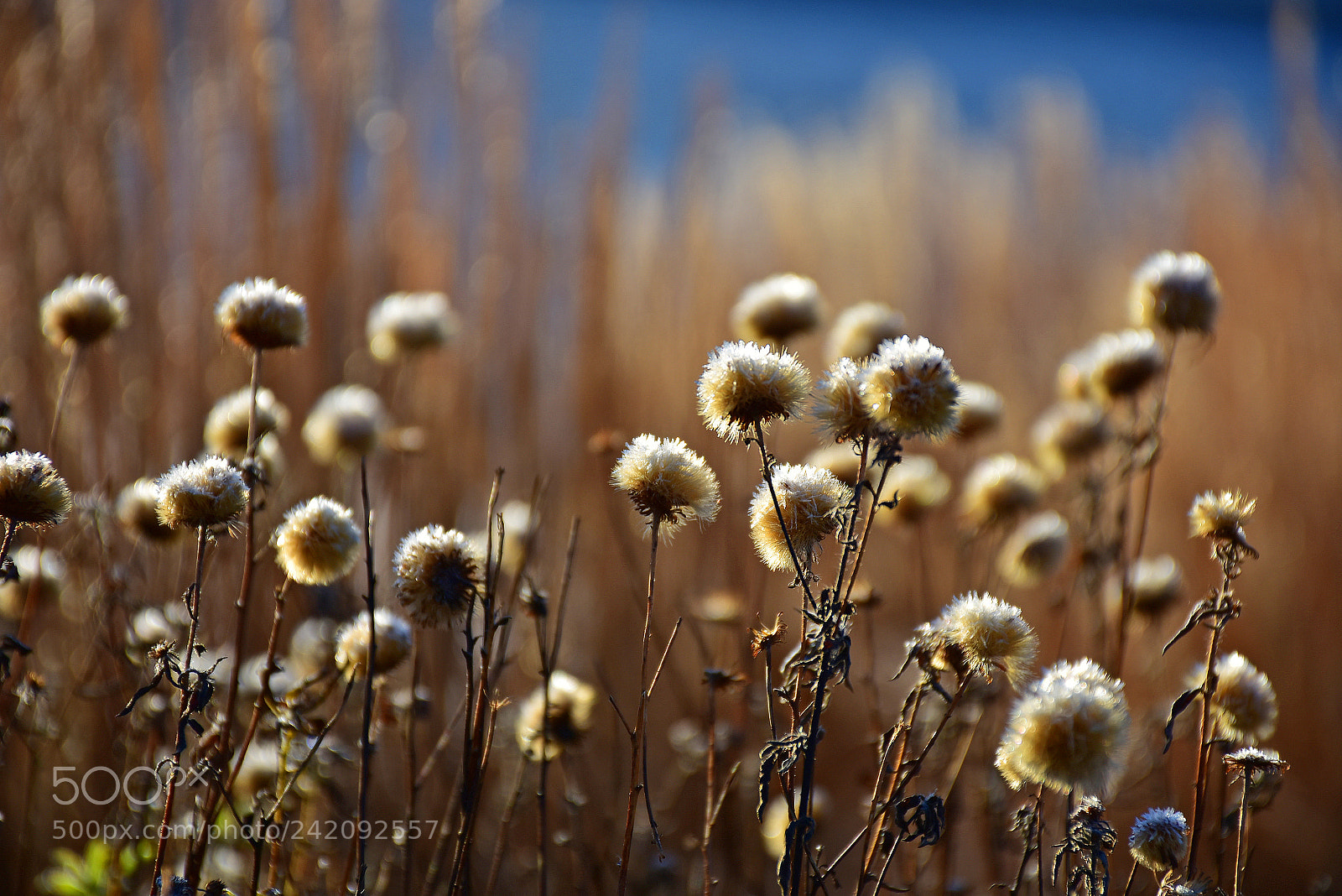 Nikon D7200 sample photo. Soft delicate plants photography