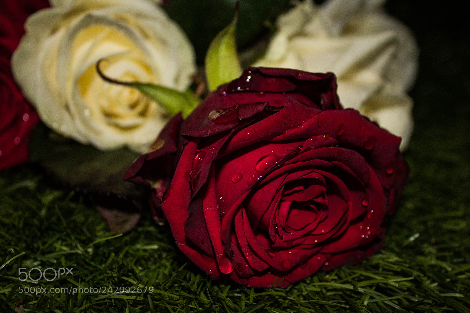 Canon EOS 1300D (EOS Rebel T6 / EOS Kiss X80) sample photo. Red rose ? photography