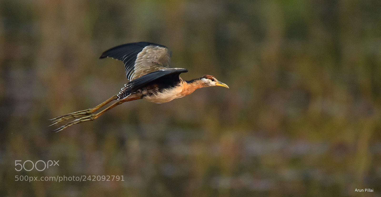 Nikon D500 sample photo. Bronze winged jacana juvenile photography