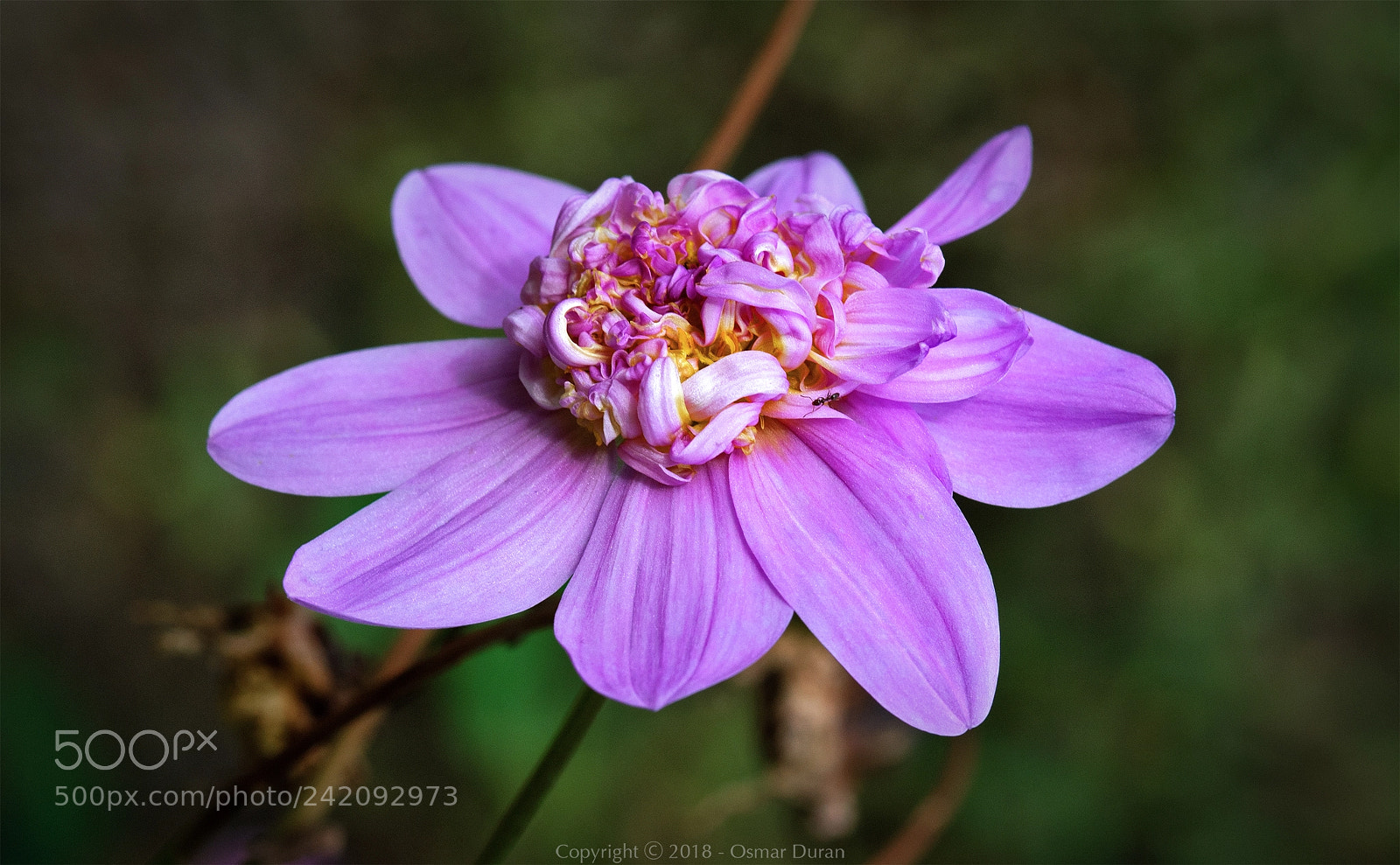 Nikon D200 sample photo. Dahlia imperialis photography