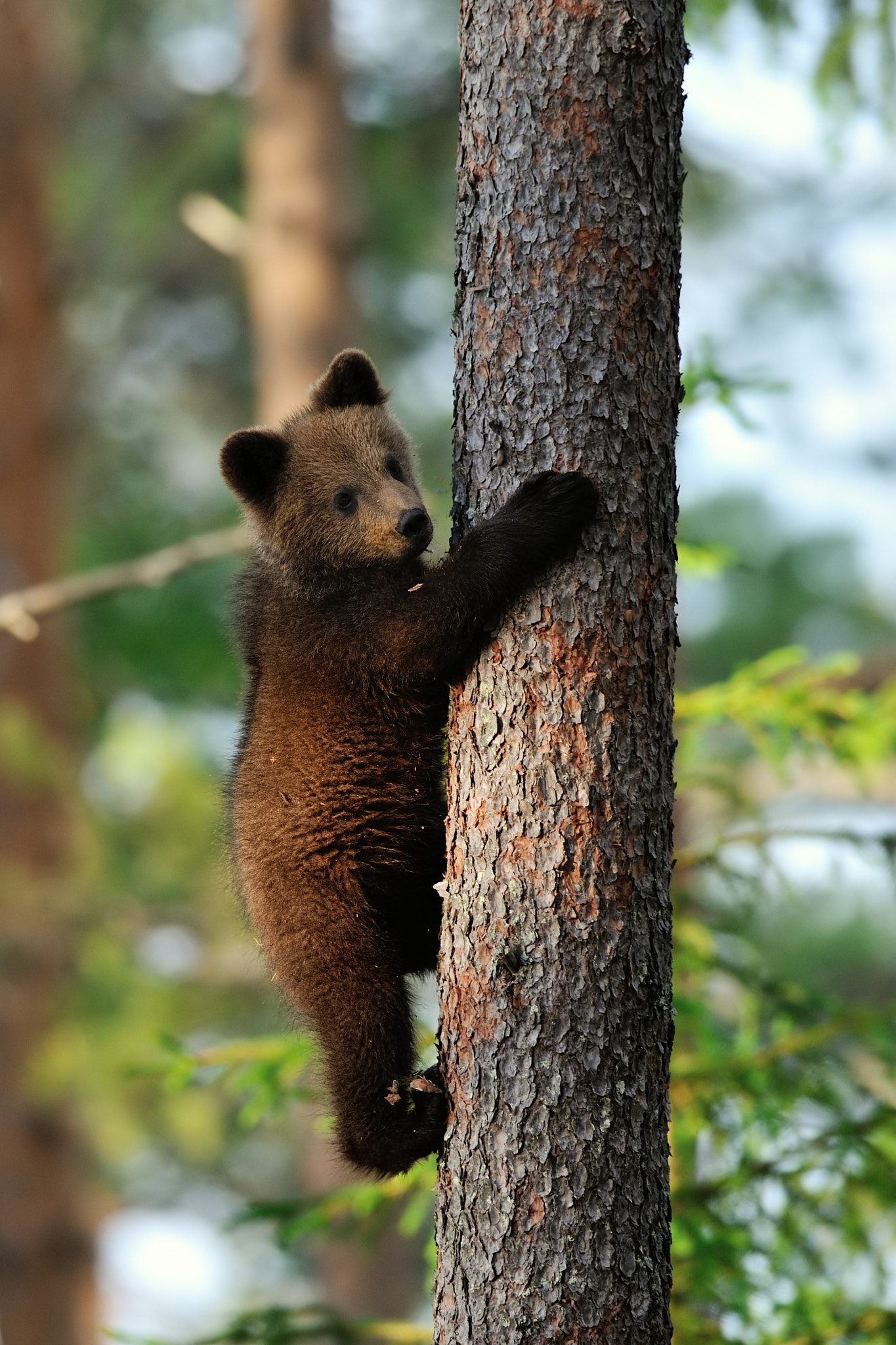 Nikon D700 sample photo. Brown bear cub hugging a tree photography