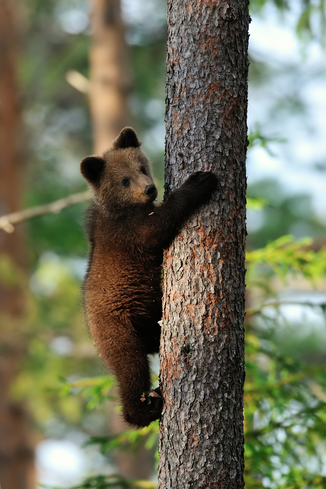 AF-S Nikkor 300mm f/2.8D IF-ED II sample photo. Brown bear cub hugging a tree photography
