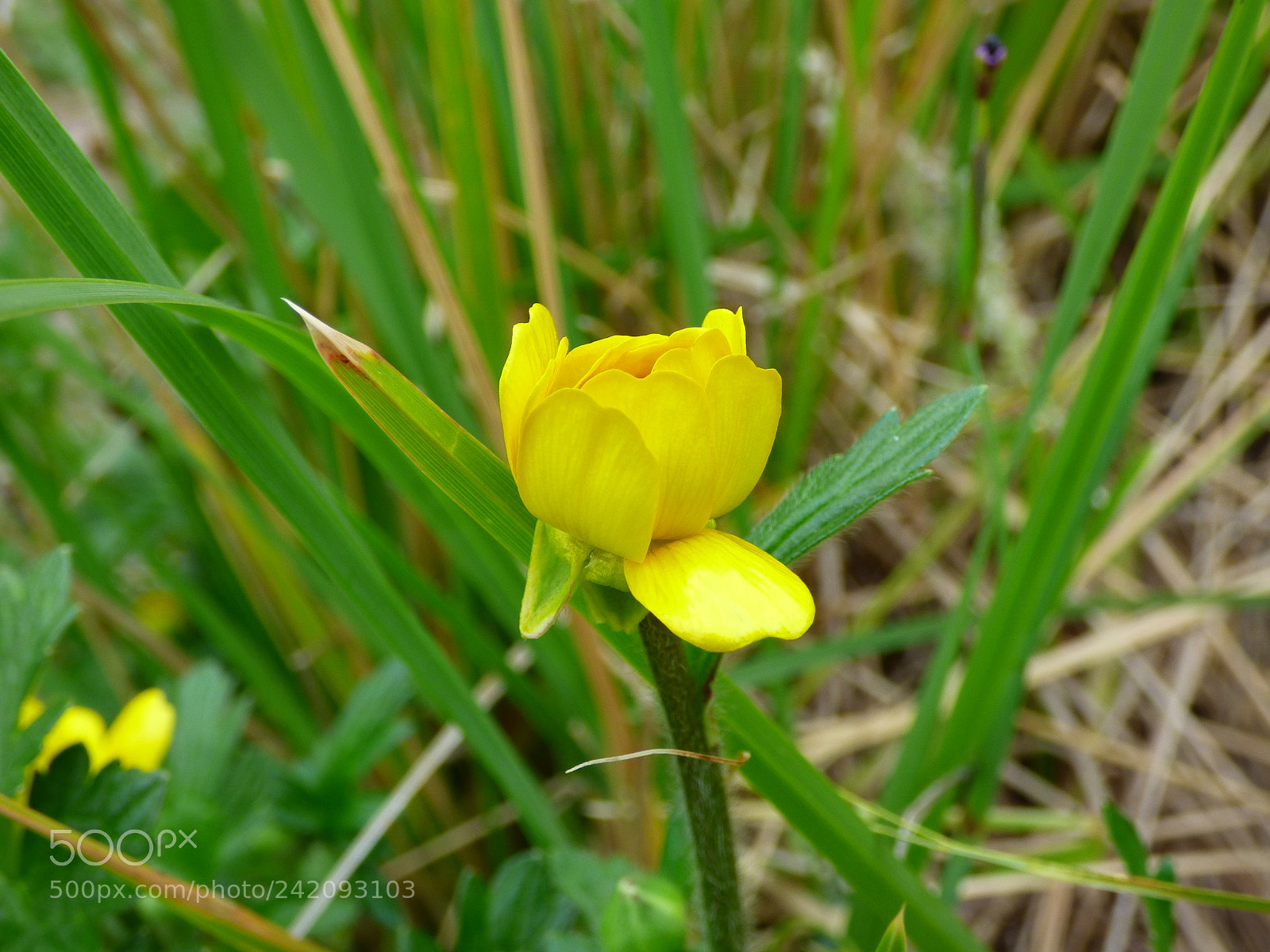 Panasonic Lumix DMC-FZ70 sample photo. Flower photography