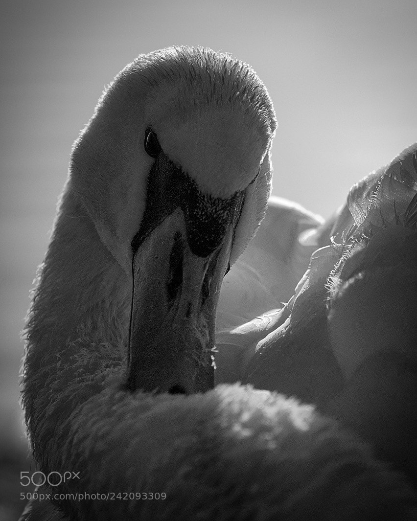 Olympus OM-D E-M1 sample photo. Swan portrait photography