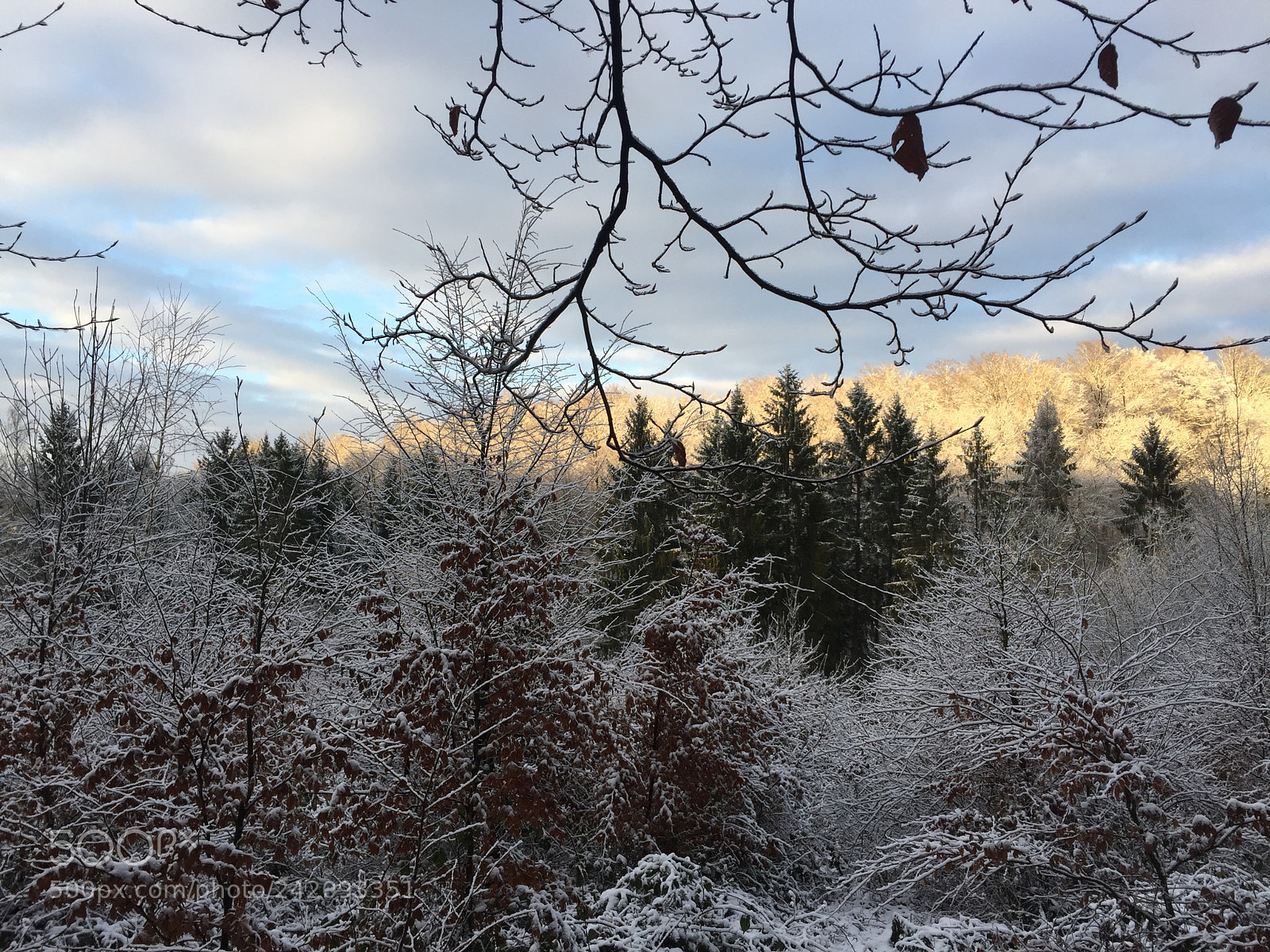 Apple iPhone 6 sample photo. Etupes forêt photography