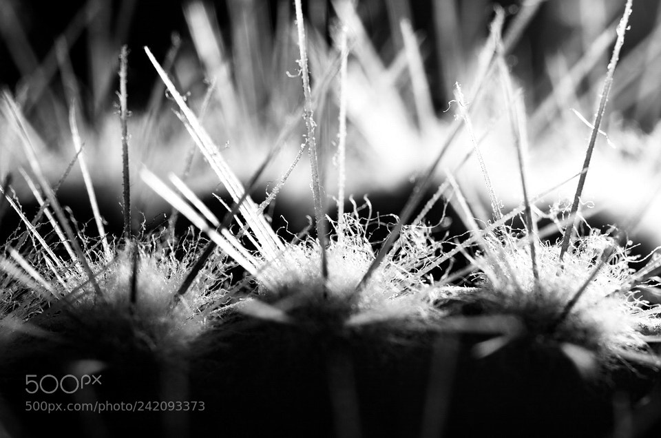 Pentax K-5 II sample photo. Spikescape photography