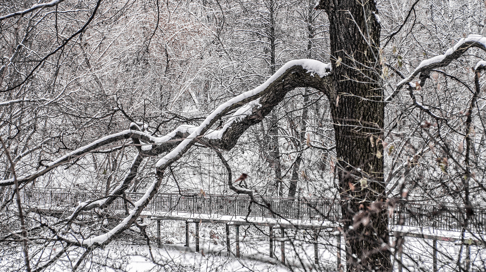 Sony SLT-A58 sample photo. Winter photography