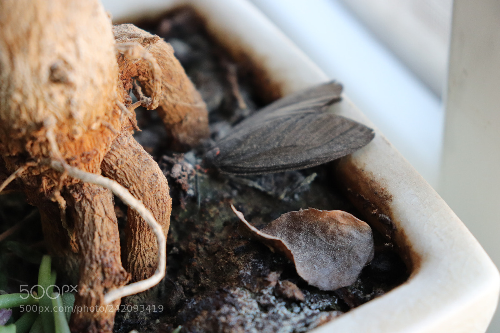 Canon EOS 200D (EOS Rebel SL2 / EOS Kiss X9) sample photo. Little black moth photography