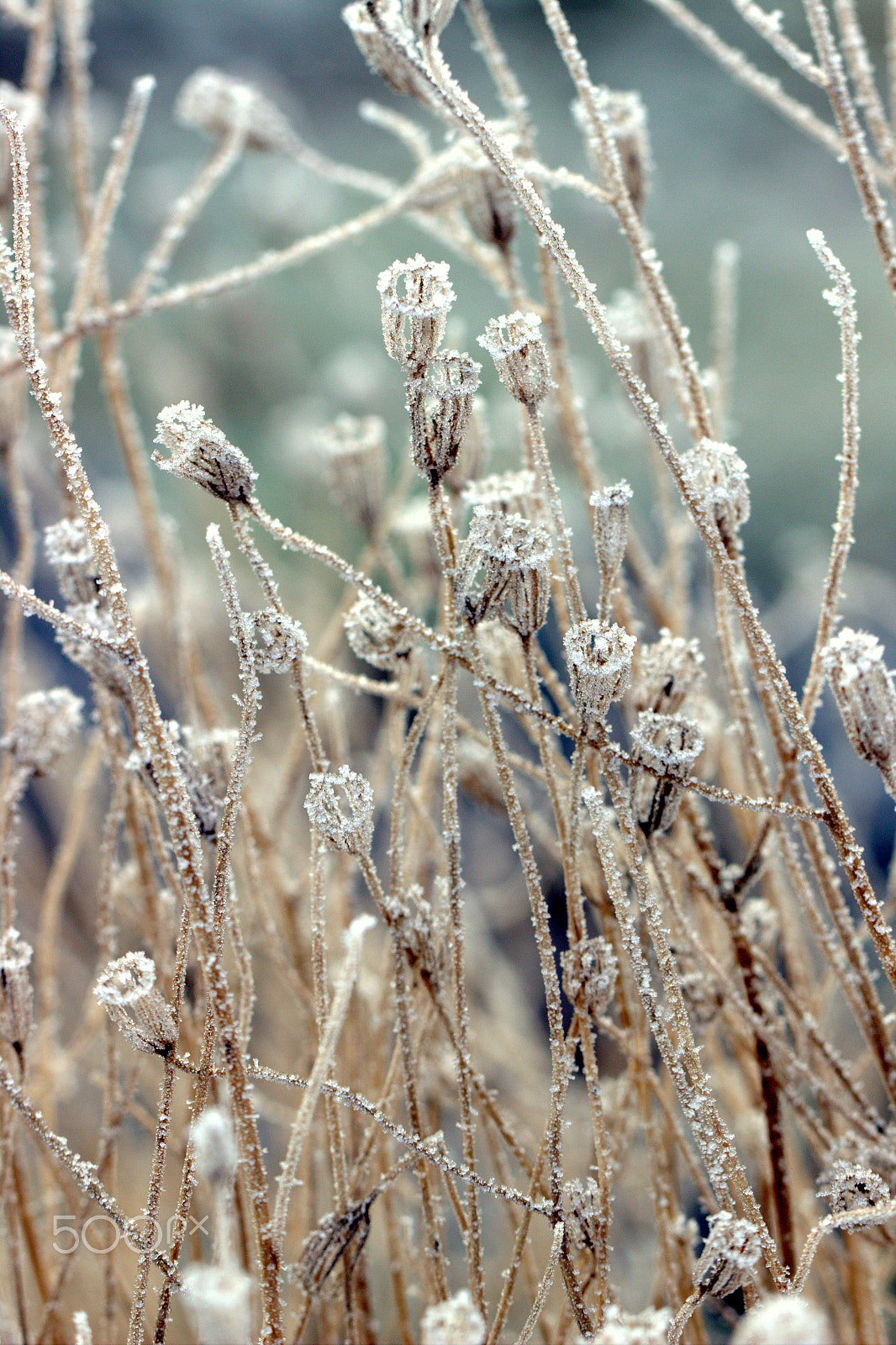 Canon EF 100mm F2.8L Macro IS USM sample photo. Winter bells photography
