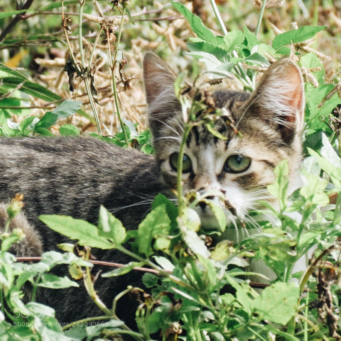 Canon PowerShot SX40 HS sample photo. Processed with vsco with photography