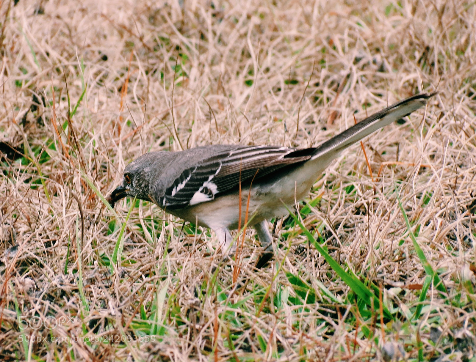 Canon PowerShot SX40 HS sample photo. Processed with vsco with photography