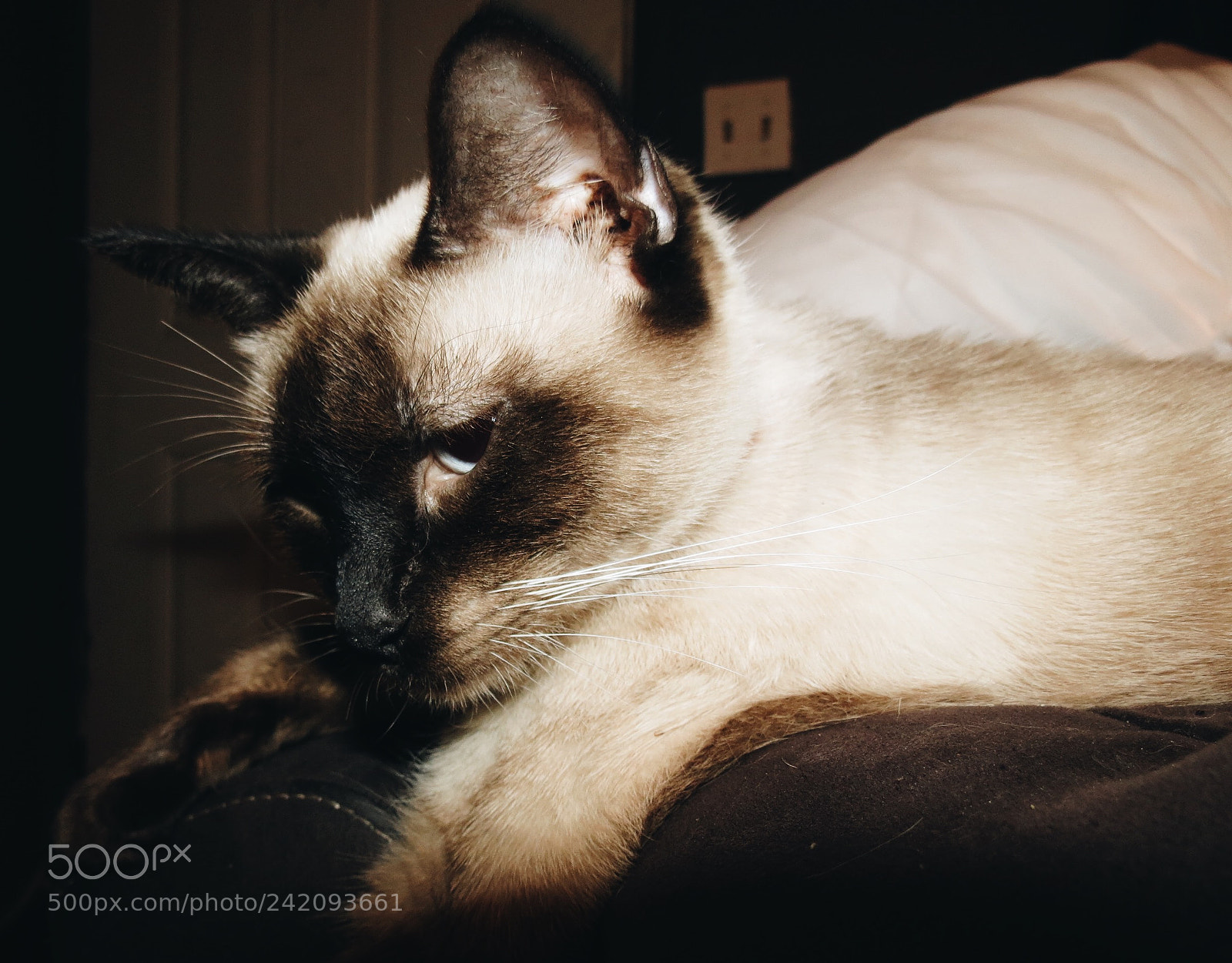 Canon PowerShot SX40 HS sample photo. Processed with vsco with photography