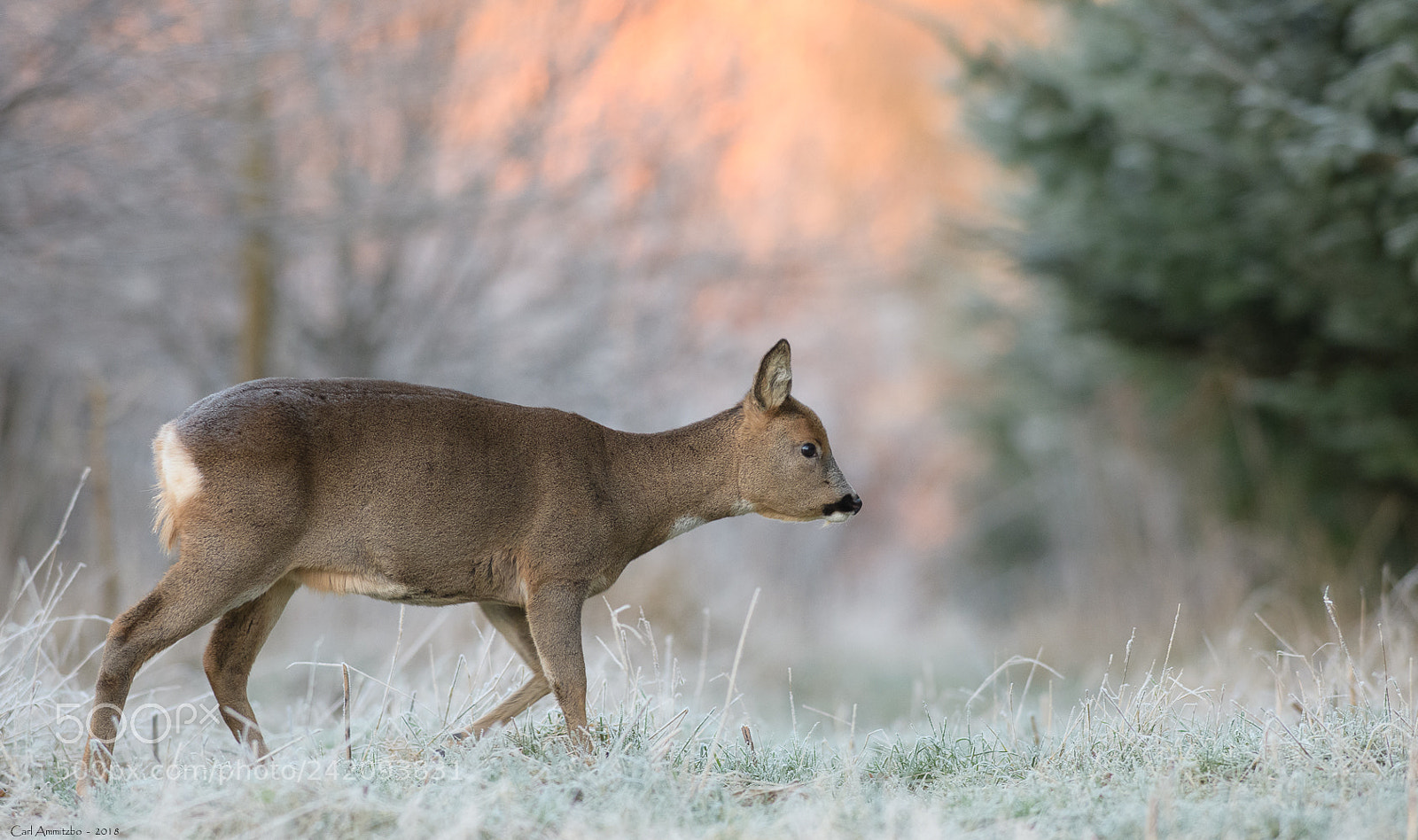 Nikon D500 sample photo. Roe deer in frozen photography