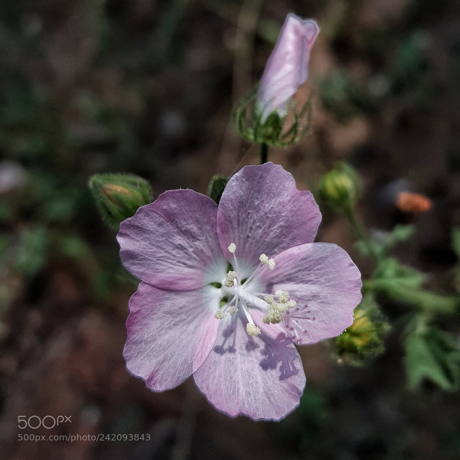 Samsung Galaxy Note5 sample photo. Sweet pink photography