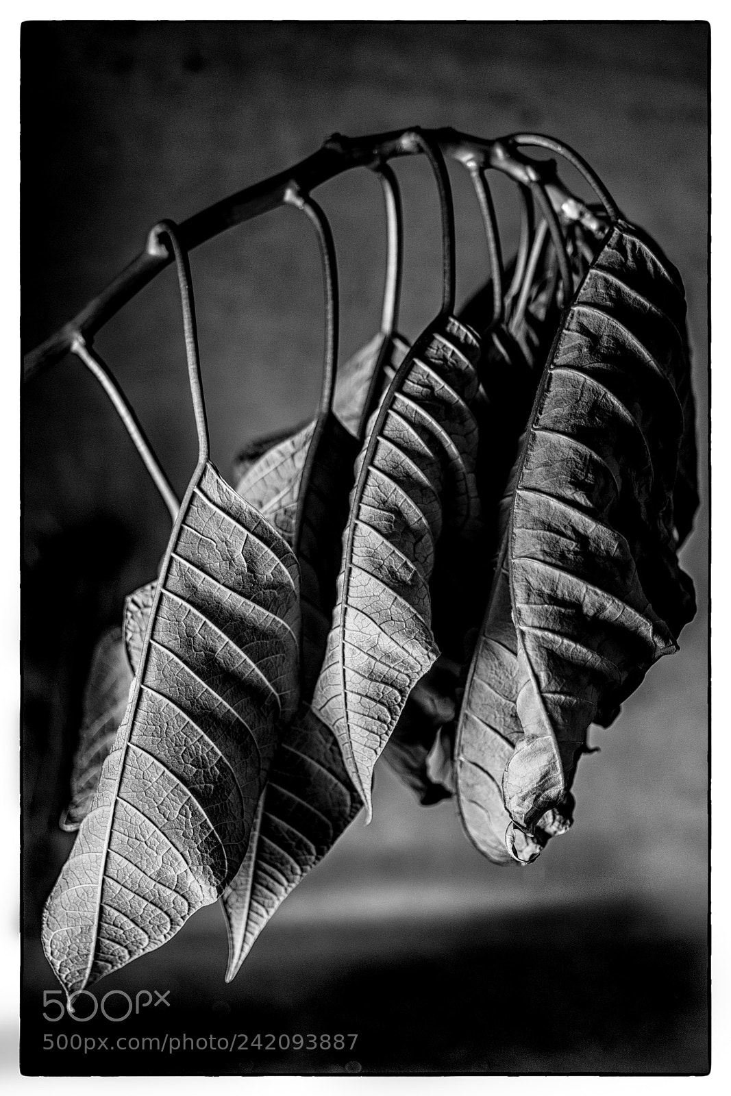 Sony a7 sample photo. Poinsettia leaves now photography