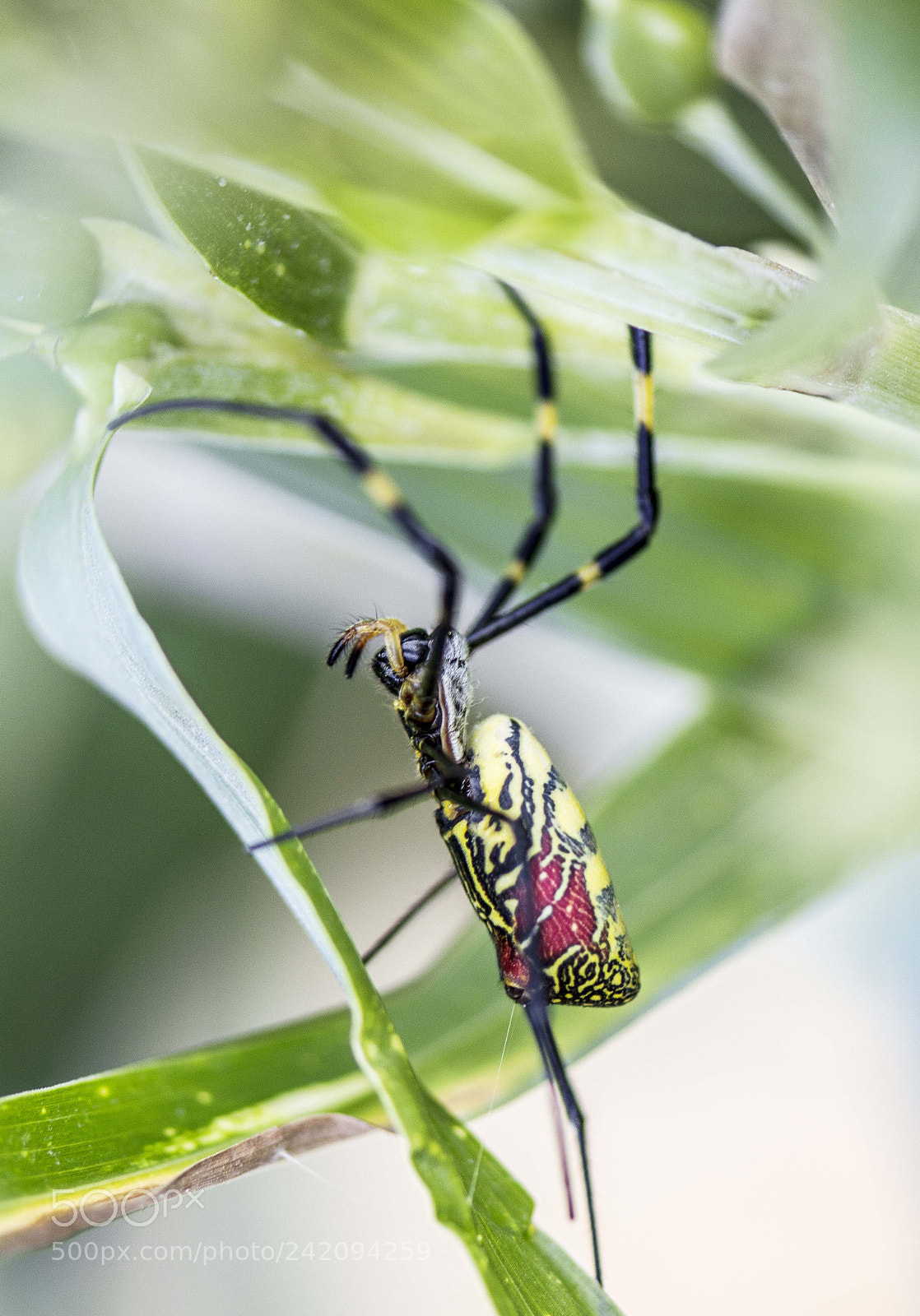 Nikon D7100 sample photo. Spider2 photography